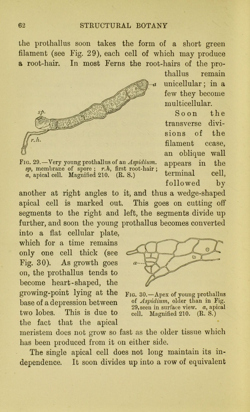 Fig. 29.—Very young protliallus of an Aspidium. sp, membrane of spore ; r.h, first root-hair ; a, apical cell. Magnified 210. (R. S.) the prothallus soon takes the form of a short green filament (see Fig. 29), each cell of which may produce a root-hair. In most Ferns the root-hairs of the pro- thallus remain unicellular; in a few they become multicellular. Soon the transverse divi- sions of the filament cease, an oblique wall appears in the terminal cell, followed by another at right angles to it, and thus a wedge-shaped apical cell is marked out. This goes on cutting off* segments to the right and left, the segments divide up further, and soon the young prothallus becomes converted into a flat cellular plate, which for a time remains only one cell thick (see Fig. 30). As growth goes on, the prothallus tends to become heart-shaped, the growing-point lying at the fig. 30.—Apex of young prothallus base of a depression between of Aspidium, older than in Fig. . 29, seen in surface view, a, apical two lobes. This IS due to cell. Magnified 210. (R. S.) the fact that the apical meristem does not grow so fast as the older tissue which has been produced from it on either side. The single apical cell does not long maintain its in- dependence. It soon divides up into a row of equivalent