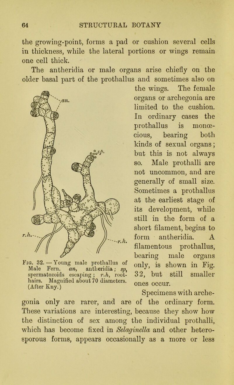 ooVA o the growing-point, forms a pad or cushion several cells in thickness, while the lateral portions or wings remain one cell thick. The antheridia or male organs arise chiefly on the older basal part of the prothallus and sometimes also on the wings. The female organs or archegonia are limited to the cushion. In ordinary cases the prothallus is monoe- cious, bearing both kinds of sexual organs; but this is not always so. Male prothalli are not uncommon, and are generally of small size. Sometimes a prothallus at the earliest stage of its development, while still in the form of a short filament, begins to form antheridia. A filamentous prothallus, bearing male organs only, is shown in Fig. 32, but still smaller ones occur. Specimens with arche- gonia only are rarer, and are of the ordinary form. These variations are interesting, because they show how the distinction of sex among the individual prothalli, which has become fixed in Selaginella and other hetero- sporous forms, appears occasionally as a more or less r.h.-.. '-r.h. Fig. 32.—Young male prothallus of Male Fern. an, antheridia; sp, spcrmatozoids escaping; r.h, root- hairs. Magnified about 70 diameters. (After Kny.)