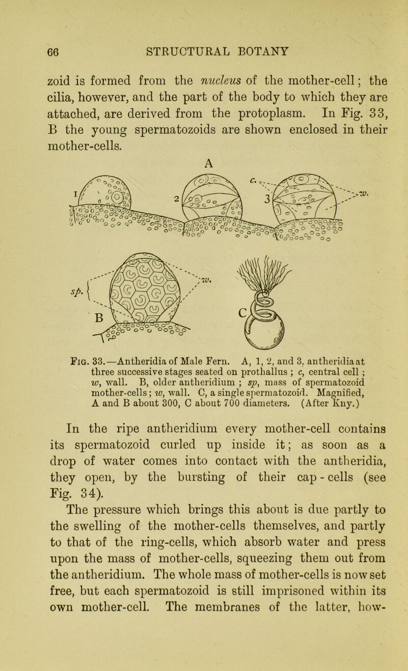 zoid is formed from the nucleus of the mother-cell; the cilia, however, and the part of the body to which they are attached, are derived from the protoplasm. In Fig. 33, B the young spermatozoids are shown enclosed in their mother-cells. A Fig. 33.—Antheridia of Male Fern. A, 1, 2, and 3. antheridiaat three successive stages seated on prothallus ; c, central cell ; w, wall. B, older antlieridium ; sp, mass of spermatozoid mother-cells; w, wall. C, a single spermatozoid. Magnified, A and B about 300, C about 700 diameters. (After Kny.) In the ripe antheridium every mother-cell contains its spermatozoid curled up inside it; as soon as a drop of water comes into contact with the antheridia, they open, by the bursting of their cap - cells (see Fig. 34). The pressure which brings this about is due partly to the swelling of the mother-cells themselves, and partly to that of the ring-cells, which absorb water and press upon the mass of mother-cells, squeezing them out from the antheridium. The whole mass of mother-cells is now set free, but each spermatozoid is still imprisoned within its own mother-cell. The membranes of the latter, how-