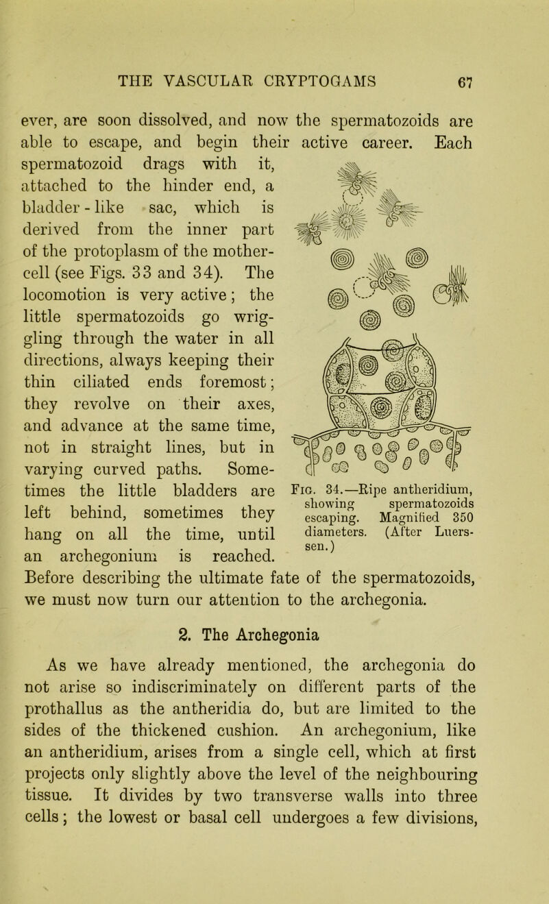 ever, are soon dissolved, and now the spermatozoids are able to escape, and begin their active career. Each spermatozoid drags with it, attached to the hinder end, a bladder - like sac, which is derived from the inner part of the protoplasm of the mother- cell (see Figs. 33 and 34). The locomotion is very active; the little spermatozoids go wrig- gling through the water in all directions, always keeping their thin ciliated ends foremost; they revolve on their axes, and advance at the same time, not in straight lines, but in varying curved paths. Some- times the little bladders are left behind, sometimes they hang on all the time, until an archegonium is reached. Before describing the ultimate fate of the spermatozoids, we must now turn our attention to the archegonia. 2. The Archegonia As we have already mentioned, the archegonia do not arise so indiscriminately on different parts of the prothallus as the antheridia do, but are limited to the sides of the thickened cushion. An archegonium, like an antheridium, arises from a single cell, which at first projects only slightly above the level of the neighbouring tissue. It divides by two transverse walls into three cells; the lowest or basal cell undergoes a few divisions, Fig. 34.—Ripe antheridium, showing spermatozoids escaping. Magnilied 350 diameters. (After Luers- sen.)