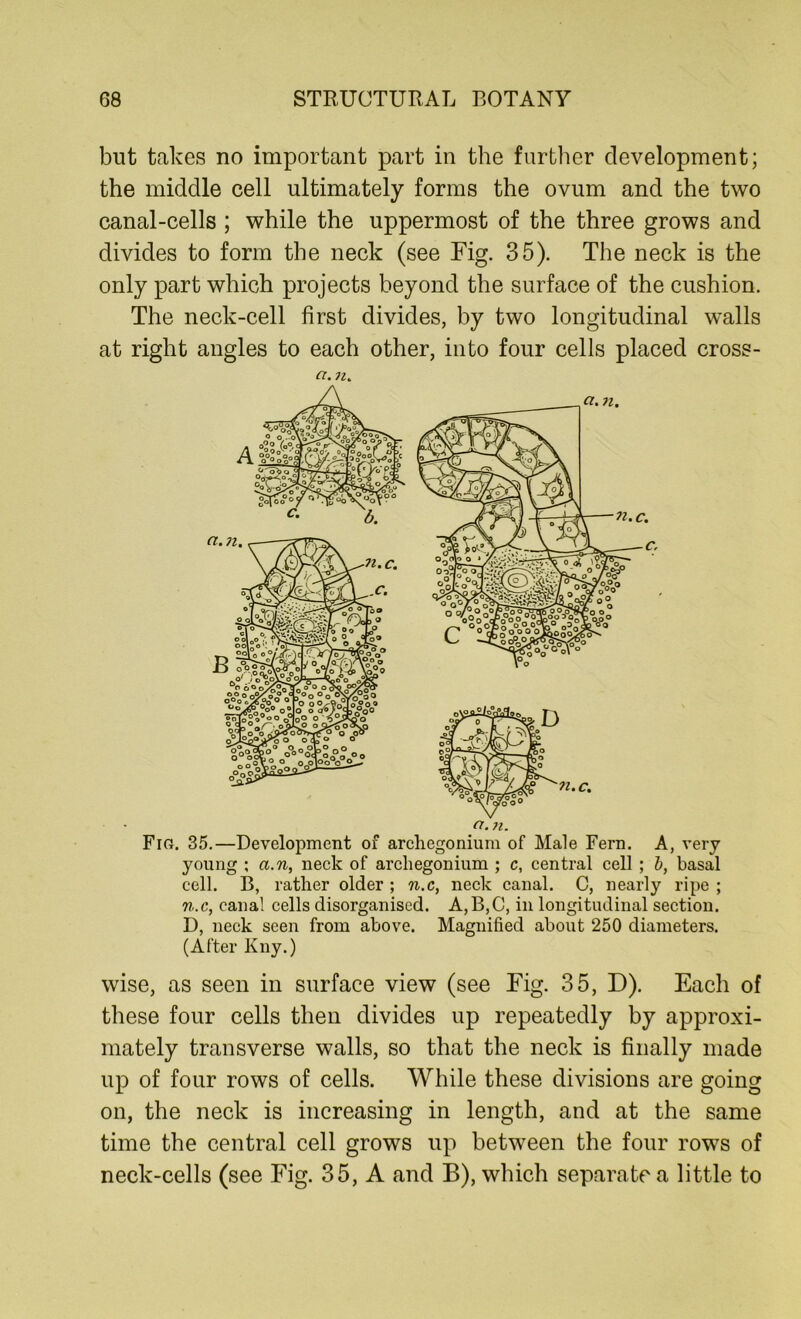 but takes no important part in the further development; the middle cell ultimately forms the ovum and the two canal-cells ; while the uppermost of the three grows and divides to form the neck (see Fig. 35). The neck is the only part which projects beyond the surface of the cushion. The neck-cell first divides, by two longitudinal walls at right angles to each other, into four cells placed cross- a. young ; a.n, neck of arcliegonium ; c, central cell ; b, basal cell. B, rather older ; n.c, neck canal. C, nearly ripe ; n.c, canal cells disorganised. A,B,C, in longitudinal section. D, neck seen from above. Magnified about 250 diameters. (After Kny.) wise, as seen in surface view (see Fig. 35, D). Each of these four cells then divides up repeatedly by approxi- mately transverse walls, so that the neck is finally made up of four rows of cells. While these divisions are going on, the neck is increasing in length, and at the same time the central cell grows up between the four rows of neck-cells (see Fig. 35, A and B), which separate a little to