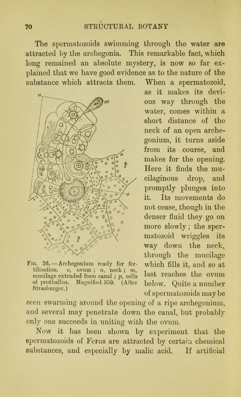The spermatozoids swimming through the water are attracted by the archegonia. This remarkable fact, which long remained an absolute mystery, is now so far ex- plained that we have good evidence as to the nature of the When a spermatozoid, as it makes its devi- ous way through the water, comes within a short distance of the neck of an open arche- gonium, it turns aside from its course, and makes for the opening. Here it finds the mu- cilaginous drop, and promptly plunges into it. Its movements do not cease, though in the denser fluid they go on more slowly; the sper- matozoid wriggles its way down the neck, through the mucilage which fills it, and so at last reaches the ovum of prothallus. Magnified 350. (After below. Quite a number Strasburger.) , . , , or spermatozoids may be seen swarming around the opening of a ripe archegonium, and several may penetrate down the canal, but probably only one succeeds in uniting with the ovum. Now it has been shown by experiment that the epermatozoids of Ferns are attracted by certain chemical substances, and especially by malic acid. If artificial substance which attracts them. mucilage extruded from canal ; p, cells