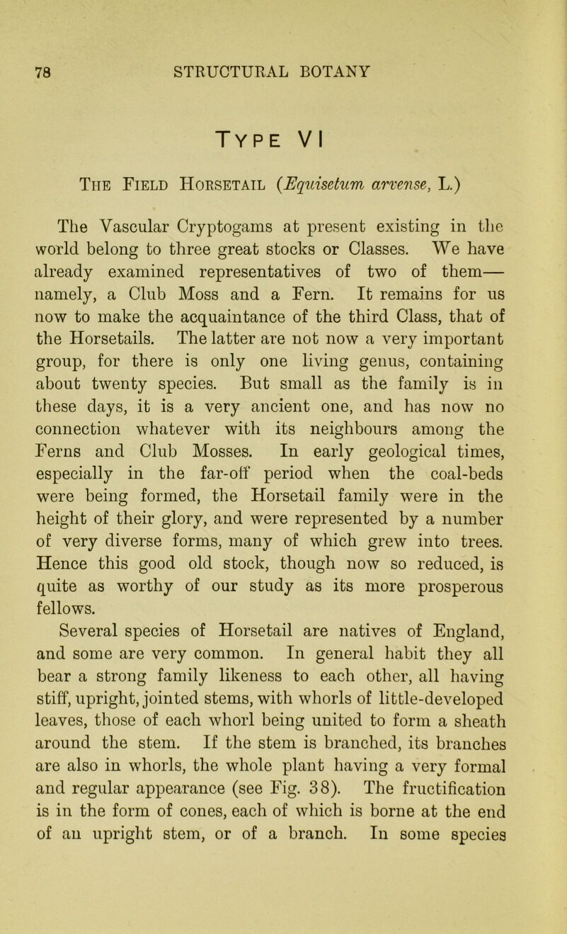 Type VI The Field Horsetail (Equisetum arvense, L.) The Vascular Cryptogams at present existing in the world belong to three great stocks or Classes. We have already examined representatives of two of them— namely, a Club Moss and a Fern. It remains for us now to make the acquaintance of the third Class, that of the Horsetails. The latter are not now a very important group, for there is only one living genus, containing about twenty species. But small as the family is in these days, it is a very ancient one, and has now no connection whatever with its neighbours among the Ferns and Club Mosses. In early geological times, especially in the far-off period when the coal-beds were being formed, the Horsetail family were in the height of their glory, and were represented by a number of very diverse forms, many of which grew into trees. Hence this good old stock, though now so reduced, is quite as worthy of our study as its more prosperous fellows. Several species of Horsetail are natives of England, and some are very common. In general habit they all bear a strong family likeness to each other, all having stiff, upright, jointed stems, with whorls of little-developed leaves, those of each whorl being united to form a sheath around the stem. If the stem is branched, its branches are also in whorls, the whole plant having a very formal and regular appearance (see Fig. 38). The fructification is in the form of cones, each of which is borne at the end of an upright stem, or of a branch. In some species