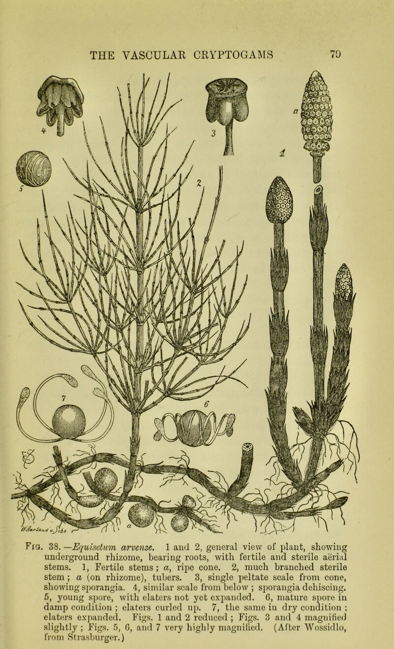 Fiq. 38.—Equisetum arvense. 1 and 2, general view of plant, showing underground rhizome, bearing roots, with fertile and sterile aerial stems. 1, Fertile stems; a, ripe cone. 2, much branched sterile stem ; a (on rhizome), tubers. 3, single peltate scale from cone, showing sporangia. 4, similar scale from below ; sporangia dehiscing. 5, young spore, with elaters not yet expanded. 6, mature spore in damp condition ; elaters curled up. 7, the same in dry condition ; elaters expanded. Figs. 1 and 2 reduced ; Figs. 3 and 4 magnified slightly ; Figs. 5, G, and 7 very highly magnified. (After Wossidlo, from Strasburger.)