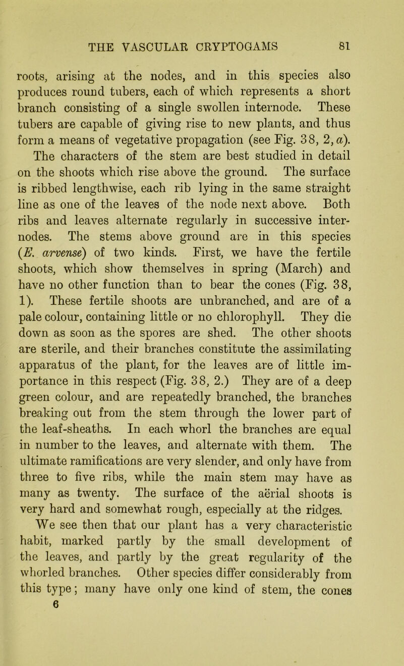 roots, arising at the nodes, and in this species also produces round tubers, each of which represents a short branch consisting of a single swollen internode. These tubers are capable of giving rise to new plants, and thus form a means of vegetative propagation (see Fig. 38, 2,a). The characters of the stem are best studied in detail on the shoots which rise above the ground. The surface is ribbed lengthwise, each rib lying in the same straight line as one of the leaves of the node next above. Both ribs and leaves alternate regularly in successive inter- nodes. The stems above ground are in this species (E. arvense) of two kinds. First, we have the fertile shoots, which show themselves in spring (March) and have no other function than to bear the cones (Fig. 38, 1). These fertile shoots are unbranched, and are of a pale colour, containing little or no chlorophyll. They die down as soon as the spores are shed. The other shoots are sterile, and their branches constitute the assimilating apparatus of the plant, for the leaves are of little im- portance in this respect (Fig. 38, 2.) They are of a deep green colour, and are repeatedly branched, the branches breaking out from the stem through the lower part of the leaf-sheaths. In each whorl the branches are equal in number to the leaves, and alternate with them. The ultimate ramifications are very slender, and only have from three to five ribs, while the main stem may have as many as twenty. The surface of the aerial shoots is very hard and somewhat rough, especially at the ridges. We see then that our plant has a very characteristic habit, marked partly by the small development of the leaves, and partly by the great regularity of the whorled branches. Other species differ considerably from this type; many have only one kind of stem, the cones 6