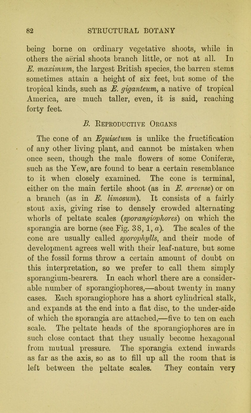 being borne on ordinary vegetative shoots, while in others the aerial shoots branch little, or not at all. In E. maximum, the largest British species, the barren stems sometimes attain a height of six feet, but some of the tropical kinds, such as E. giganteum, a native of tropical America, are much taller, even, it is said, reaching forty feet. B. Reproductive Organs The cone of an Equisetum is unlike the fructification of any other living plant, and cannot be mistaken when once seen, though the male flowers of some Coniferse, such as the Yew, are found to bear a certain resemblance to it when closely examined. The cone is terminal, either on the main fertile shoot (as in E. arvense) or on a branch (as in E. limosum). It consists of a fairly stout axis, giving rise to densely crowded alternating whorls of peltate scales (sporangiophores) on which the sporangia are borne (see Fig. 38, 1, a). The scales of the cone are usually called sporophylls, and their mode of development agrees well with their leaf-nature, but some of the fossil forms throw a certain amount of doubt on this interpretation, so we prefer to call them simply sporangium-bearers. In each whorl there are a consider- able number of sporangiophores,—about twenty in many cases. Each sporangiophore has a short cylindrical stalk, and expands at the end into a flat disc, to the under-side of which the sporangia are attached,—five to ten on each scale. The peltate heads of the sporangiophores are in such close contact that they usually become hexagonal from mutual pressure. The sporangia extend inwards as far as the axis, so as to fill up all the room that is left between the peltate scales. They contain very