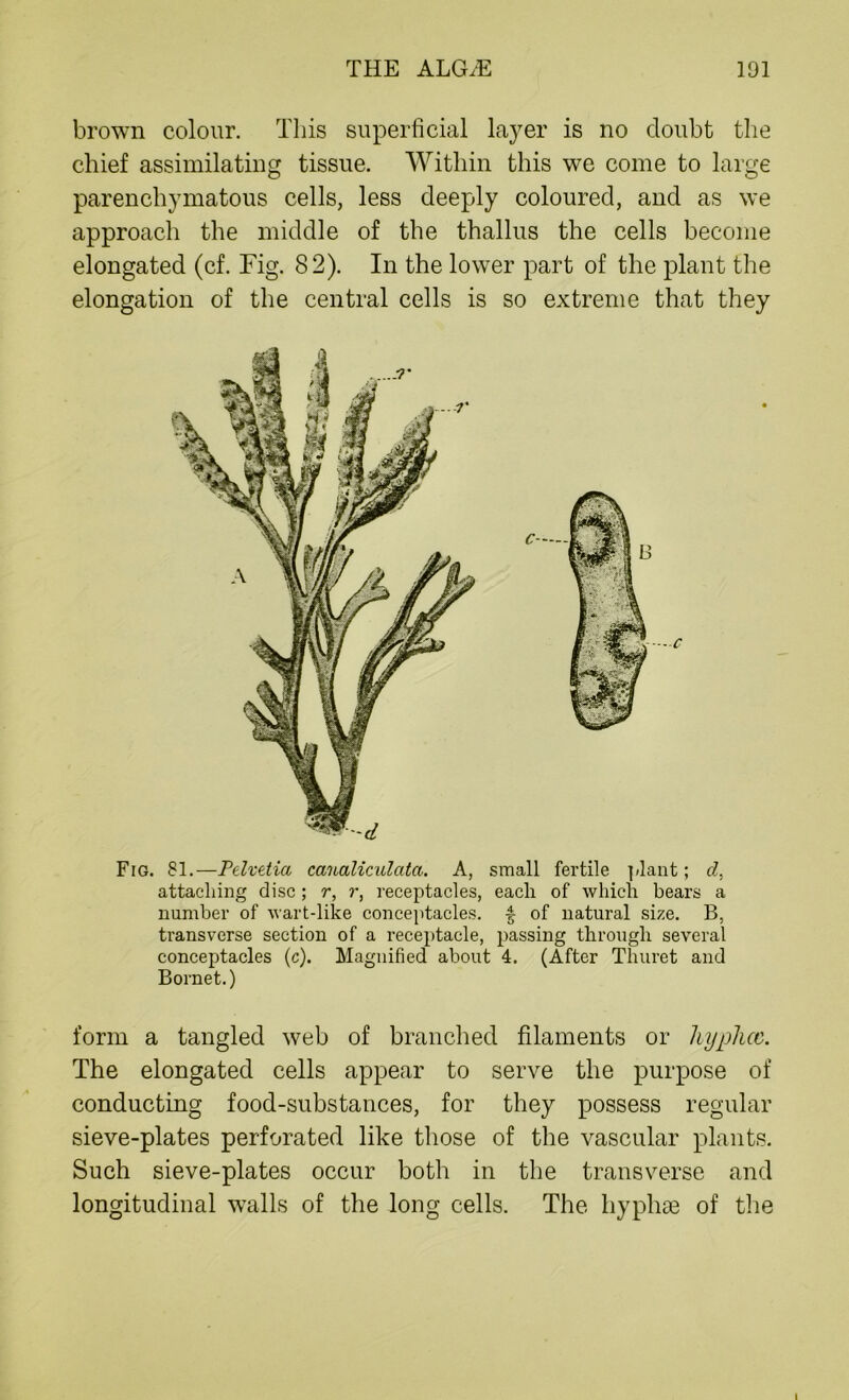 brown colour. This superficial layer is no doubt the chief assimilating tissue. Within this we come to large parenchymatous cells, less deeply coloured, and as we approach the middle of the thallus the cells become elongated (cf. Fig. 82). In the lower part of the plant the elongation of the central cells is so extreme that they Fig. 81.—Pelvdia canaliculcita. A, small fertile plant; d, attaching disc ; r, r, receptacles, each of which bears a number of wart-like conceptacles. £ of natural size. B, transverse section of a receptacle, passing through several conceptacles (c). Magnified about 4. (After Thuret and Bornet.) form a tangled web of branched filaments or hyphcc. The elongated cells appear to serve the purpose of conducting food-substances, for they possess regular sieve-plates perforated like those of the vascular plants. Such sieve-plates occur both in the transverse and longitudinal walls of the long cells. The liyphte of the i