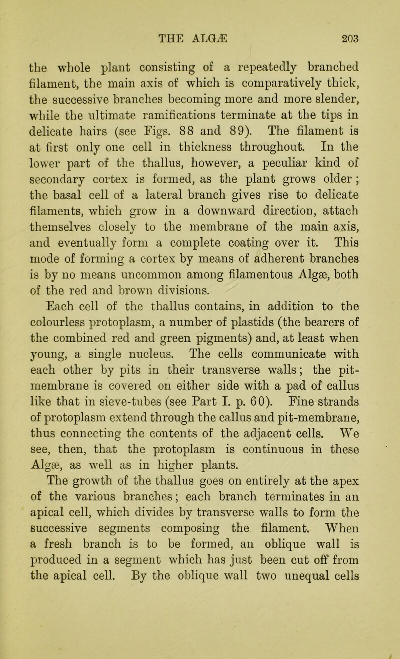 the whole plant consisting of a repeatedly branched filament, the main axis of which is comparatively thick, the successive branches becoming more and more slender, while the ultimate ramifications terminate at the tips in delicate hairs (see Figs. 88 and 89). The filament is at first only one cell in thickness throughout. In the lower part of the thallus, however, a peculiar kind of secondary cortex is formed, as the plant grows older ; the basal cell of a lateral branch gives rise to delicate filaments, which grow in a downward direction, attach themselves closely to the membrane of the main axis, and eventually form a complete coating over it. This mode of forming a cortex by means of adherent branches is by no means uncommon among filamentous Algae, both of the red and brown divisions. Each cell of the thallus contains, in addition to the colourless protoplasm, a number of plastids (the bearers of the combined red and green pigments) and, at least when young, a single nucleus. The cells communicate with each other by pits in their transverse walls; the pit- membrane is covered on either side with a pad of callus like that in sieve-tubes (see Part I. p. 60). Fine strands of protoplasm extend through the callus and pit-membrane, thus connecting the contents of the adjacent cells. We see, then, that the protoplasm is continuous in these Algse, as well as in higher plants. The growth of the thallus goes on entirely at the apex of the various branches; each branch terminates in an apical cell, which divides by transverse walls to form the successive segments composing the filament. When a fresh branch is to be formed, an oblique wall is produced in a segment which has just been cut off from the apical cell. By the oblique wall two unequal cells