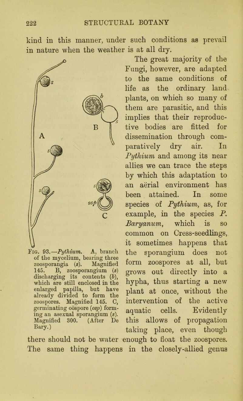A kind in this manner, under such conditions as prevail in nature when the weather is at all dry. The great majority of the Fungi, however, are adapted to the same conditions of life as the ordinary land plants, on which so many of them are parasitic, and this implies that their reproduc- tive bodies are fitted for dissemination through com- paratively dry air. In Pythium and among its near allies we can trace the steps by which this adaptation to an aerial environment has been attained. In some species of Pythium, as, for example, in the species P. Baryanum, which is so common on Cress-seedlings, it sometimes happens that the sporangium does not form zoospores at all, but grows out directly into a hypha, thus starting a new plant at once, without the intervention of the active aquatic cells. Evidently this allows of propagation taking place, even though there should not be water enough to Boat the zoospores. The same thing happens in the closely-allied genus Fig. 93.—Pythium. A, branch of the mycelium, bearing three zoosporangia (s). Magnified 145. B, zoosporangium (s) discharging its contents (6), which are still enclosed in the enlarged papilla, but have already divided to form the zoospores. Magnified 145. C, germinating oospore (osp) form- ing an asexual sporangium (s). Magnified 300. (After De Bary.)