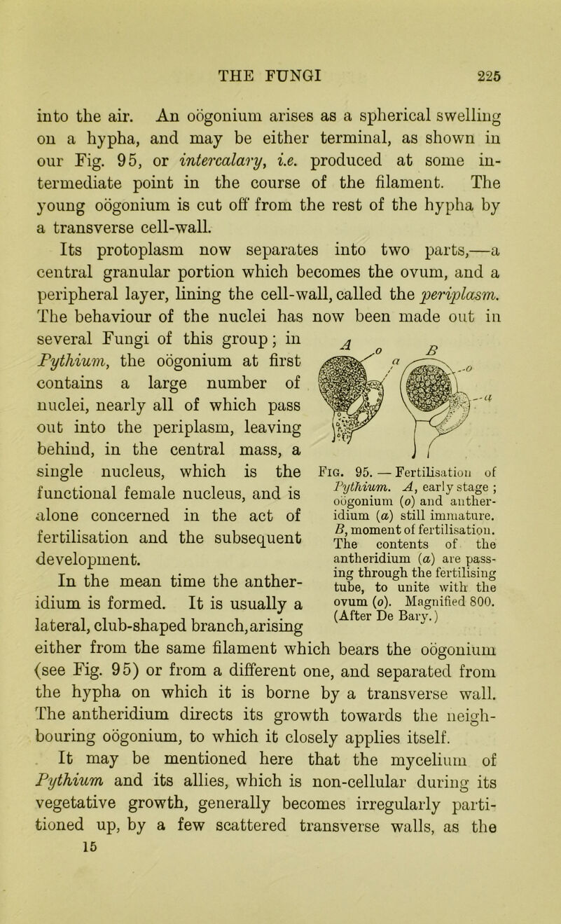 into the air. An oogonium arises as a spherical swelling on a hypha, and may be either terminal, as shown in our Fig. 95, or intercalary, i.e. produced at some in- termediate point in the course of the filament. The young oogonium is cut off from the rest of the hypha by a transverse cell-wall. Its protoplasm now separates into two parts,—a central granular portion which becomes the ovum, and a peripheral layer, lining the cell-wall, called the periplasm. The behaviour of the nuclei has now been made out in several Fungi of this group; in Fythium, the oogonium at first contains a large number of nuclei, nearly all of which pass out into the periplasm, leaving behind, in the central mass, a single nucleus, which is the functional female nucleus, and is alone concerned in the act of fertilisation and the subsequent development. In the mean time the anther- idium is formed. It is usually a lateral, club-shaped branch, arising either from the same filament which bears the oogonium (see Fig. 95) or from a different one, and separated from the hypha on which it is borne by a transverse wall. The antheridium directs its growth towards the neigh- bouring oogonium, to which it closely applies itself. It may be mentioned here that the mycelium of Pythium and its allies, which is non-cellular during its vegetative growth, generally becomes irregularly parti- tioned up, by a few scattered transverse walls, as the 15 Fig. 95. — Fertilisation of 'Fythium. A, early stage ; oogonium (0) and antlier- idium (a) still immature. B, moment of fertilisation. The contents of the antheridium (a) are pass- ing through the fertilising tube, to unite with the ovum (o). Magnified 800. (After De Bary.)