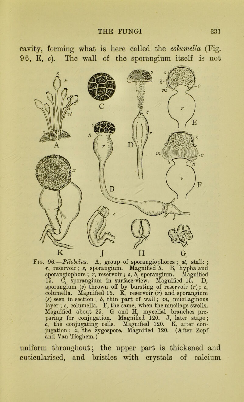 cavity, forming what is here called the columella (Fig. 96, E, c). The wall of the sporangium itself is not K } H G j Fig. 96.—Tilobolus. A, group of sporangiophores ; st, stalk ; r, reservoir ; s, sporangium. Magnified 5. B, hypha and sporangiophore ; r, reservoir ; s, b, sporangium. Magnified 15. C, sporangium in surface-view. Magnified 15. D, sporangium (s) thrown off by bursting of reservoir (r); c, columella. Magnified 15. E, reservoir (r) and sporangium (.s) seen in section ; b, thin part of wall; m, mucilaginous layer ; c, columella. F, the same, when the mucilage swells. Magnified about 25. G and H, mycelial branches pre- paring for conjugation. Magnified 120. J, later stage; c, the conjugating cells. Magnified 120. K, after con- jugation ; z, the zygospore. Magnified 120. (After Zopf and Van Tieghem.) uniform throughout; the upper part is thickened and cuticularised, and bristles with crystals of calcium