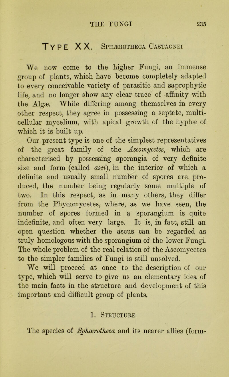 Type XX. SPHiEROTHECA Castagnei We now come to the higher Fungi, an immense group of plants, which have become completely adapted to every conceivable variety of parasitic and saprophytic life, and no longer show any clear trace of affinity with the Algae. While differing among themselves in every other respect, they agree in possessing a septate, multi- cellular mycelium, with apical growth of the hyphae of which it is built up. Our present type is one of the simplest representatives of the great family of the Ascomycetes, which are characterised by possessing sporangia of very definite size and form (called asci), in the interior of which a definite and usually small number of spores are pro- duced, the number being regularly some multiple of two. In this respect, as in many others, they differ from the Phycomycetes, where, as we have seen, the number of spores formed in a sporangium is quite indefinite, and often very large. It is, in fact, still an open question whether the ascus can be regarded as truly homologous with the sporangium of the lower Fungi. The whole problem of the real relation of the Ascomycetes to the simpler families of Fungi is still unsolved. We will proceed at once to the description of our type, which will serve to give us an elementary idea of the main facts in the structure and development of this important and difficult group of plants. 1. Structure The species of Sjohccrotheca and its nearer allies (form-