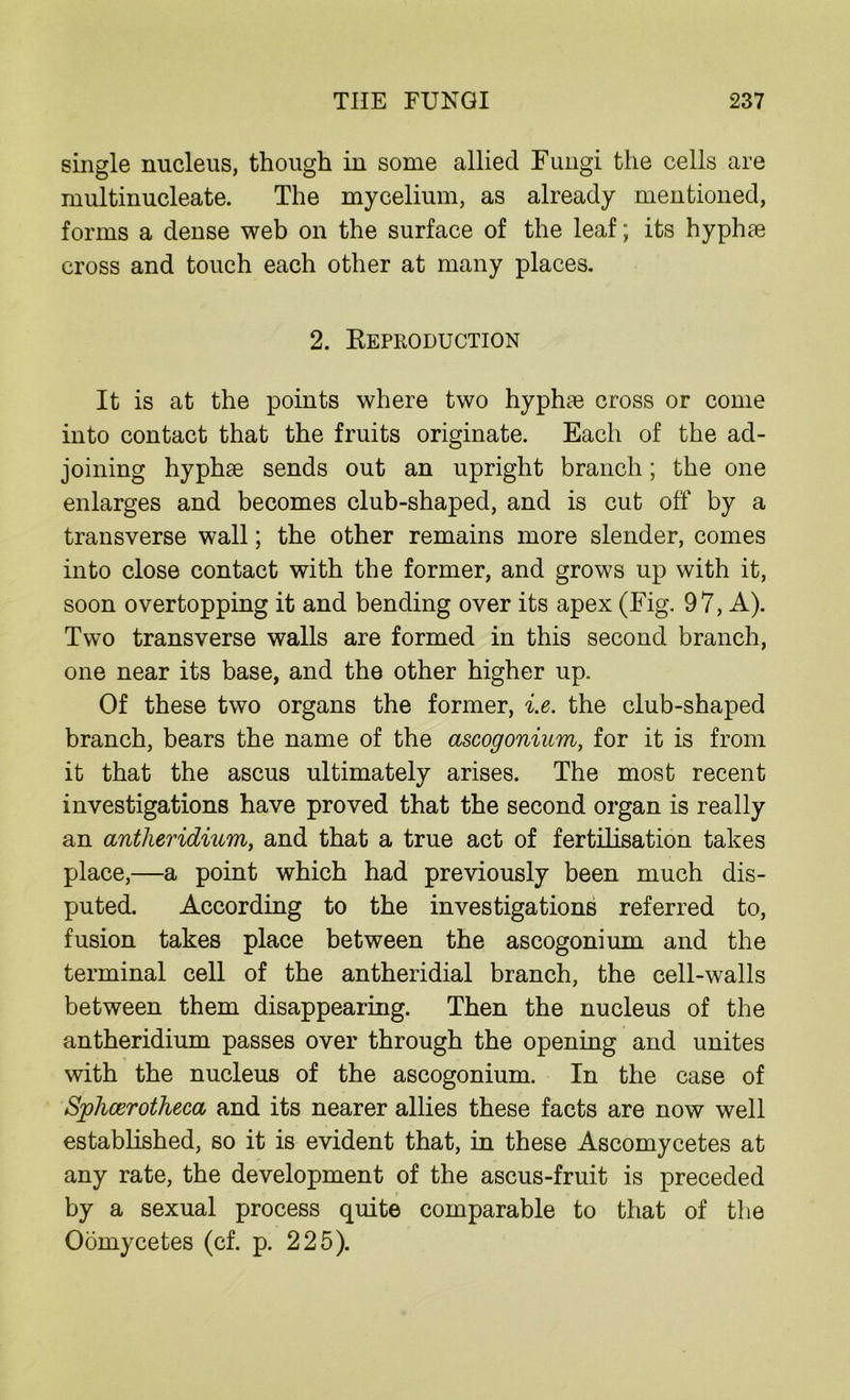 single nucleus, though in some allied Fungi the cells are multinucleate. The mycelium, as already mentioned, forms a dense web on the surface of the leaf; its hyphae cross and touch each other at many places. 2. Reproduction It is at the points where two hyphfe cross or come into contact that the fruits originate. Each of the ad- joining hyphse sends out an upright branch; the one enlarges and becomes club-shaped, and is cut off' by a transverse wall; the other remains more slender, comes into close contact with the former, and grows up with it, soon overtopping it and bending over its apex (Fig. 97, A). Two transverse walls are formed in this second branch, one near its base, and the other higher up. Of these two organs the former, i.e. the club-shaped branch, bears the name of the ascogonium, for it is from it that the ascus ultimately arises. The most recent investigations have proved that the second organ is really an antheridium, and that a true act of fertilisation takes place,—a point which had previously been much dis- puted. According to the investigations referred to, fusion takes place between the ascogonium and the terminal cell of the antheridial branch, the cell-walls between them disappearing. Then the nucleus of the antheridium passes over through the opening and unites with the nucleus of the ascogonium. In the case of Splicerotheca and its nearer allies these facts are now well established, so it is evident that, in these Ascomycetes at any rate, the development of the ascus-fruit is preceded by a sexual process quite comparable to that of the Oomycetes (cf. p. 225).