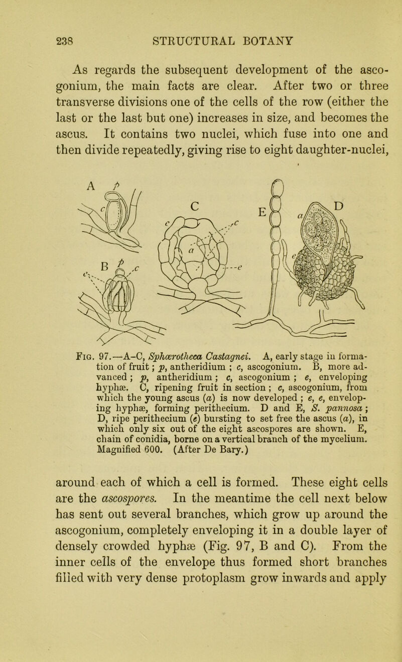 As regards the subsequent development of the asco- gonium, the main facts are clear. After two or three transverse divisions one of the cells of the row (either the last or the last but one) increases in size, and becomes the ascus. It contains two nuclei, which fuse into one and then divide repeatedly, giving rise to eight daughter-nuclei, Fig. 97.—A-C, Sphcerotheca Castagnei. A, early stage in forma- tion of fruit; p, antheridium ; c, ascogoniurn. B, more ad- vanced ; p, antheridium; c, ascogoniurn ; e, enveloping hyphas. C, ripening fruit in section ; c, ascogoniurn, from which the young ascus (a) is now developed ; e, e, envelop- ing hyphae, forming perithecium. D and E, S. pannosa; D, ripe perithecium (e) bursting to set free the ascus (a), in which only six out of the eight ascospores are shown. E, chain of conidia, borne on a vertical branch of the mycelium. Magnified 600. (After De Bary.) around each of which a cell is formed. These eight cells are the ascospores. In the meantime the cell next below has sent out several branches, which grow up around the ascogoniurn, completely enveloping it in a double layer of densely crowded hyphoe (Fig. 97, B and C). From the inner cells of the envelope thus formed short branches filled with very dense protoplasm grow inwards and apply