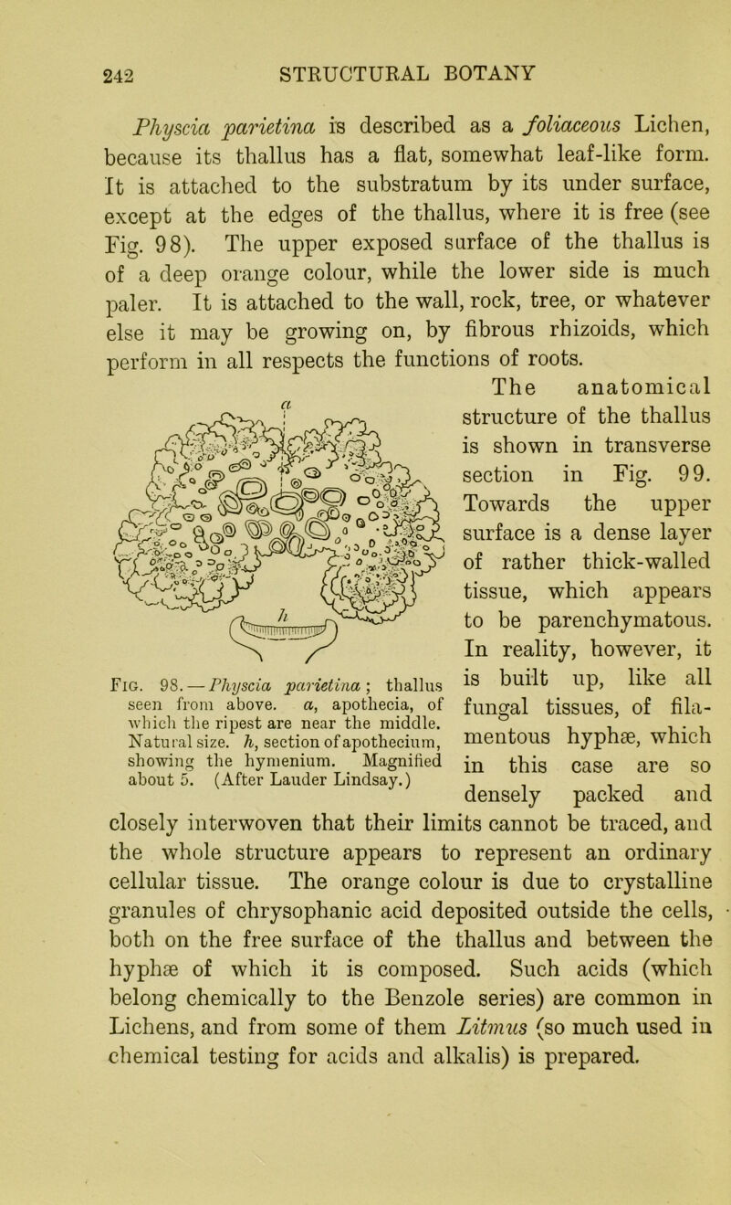 Physcia parietina is described as a foliaceous Lichen, because its thallus has a flat, somewhat leaf-like form. It is attached to the substratum by its under surface, except at the edges of the thallus, where it is free (see Fig. 98). The upper exposed surface of the thallus is of a deep orange colour, while the lower side is much paler. It is attached to the wall, rock, tree, or whatever else it may be growing on, by fibrous rhizoids, which perform in all respects the functions of roots. The anatomical structure of the thallus is shown in transverse section in Fig. 99. Towards the upper surface is a dense layer of rather thick-walled tissue, which appears to be parenchymatous. In reality, however, it is built up, like all fungal tissues, of fila- mentous hyphse, which in this case are so densely packed and closely interwoven that their limits cannot be traced, and the whole structure appears to represent an ordinary cellular tissue. The orange colour is due to crystalline granules of chrysophanic acid deposited outside the cells, both on the free surface of the thallus and between the hyphse of which it is composed. Such acids (which belong chemically to the Benzole series) are common in Lichens, and from some of them Litmus (so much used in chemical testing for acids and alkalis) is prepared. Cl Fig. 98. — Physcia jparietina; thallus seen from above. a, apotliecia, of which the ripest are near the middle. Natural size, h, section of apothecium, showing the hymenium. Magnified about 5. (After Lauder Lindsay.)