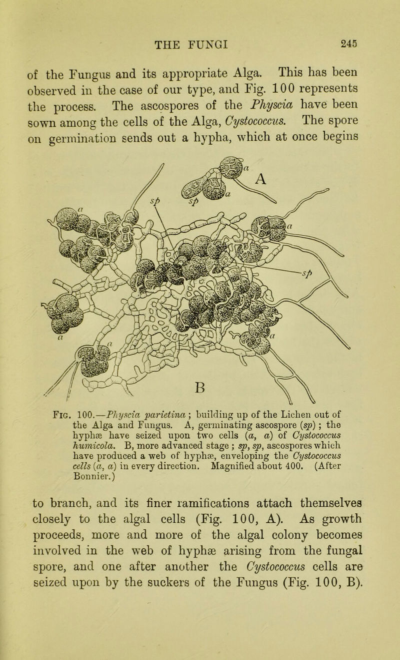 of the Fungus and its appropriate Alga. This has been observed in the case of our type, and Fig. 100 represents the process. The ascospores of the Physcia have been sown among the cells of the Alga, Cystococcus. The spore on germination sends out a hypha, which at once begins Fig. 100.—Plnyscici parietina ; building up of the Lichen out of the Alga and Fungus. A, germinating ascospore (sp); the hyphse have seized upon two cells (a, a) of Cystococcus humicola. B, more advanced stage ; sp, sp, ascospores which have produced a web of hyphse, enveloping the Cystococcus cells (a, a) in every direction. Magnified about 400. (After Bonnier.) to branch, and its finer ramifications attach themselves closely to the algal cells (Fig. 100, A). As growth proceeds, more and more of the algal colony becomes involved in the web of hyphse arising from the fungal spore, and one after another the Cystococcus cells are seized upon by the suckers of the Fungus (Fig. 100, B).