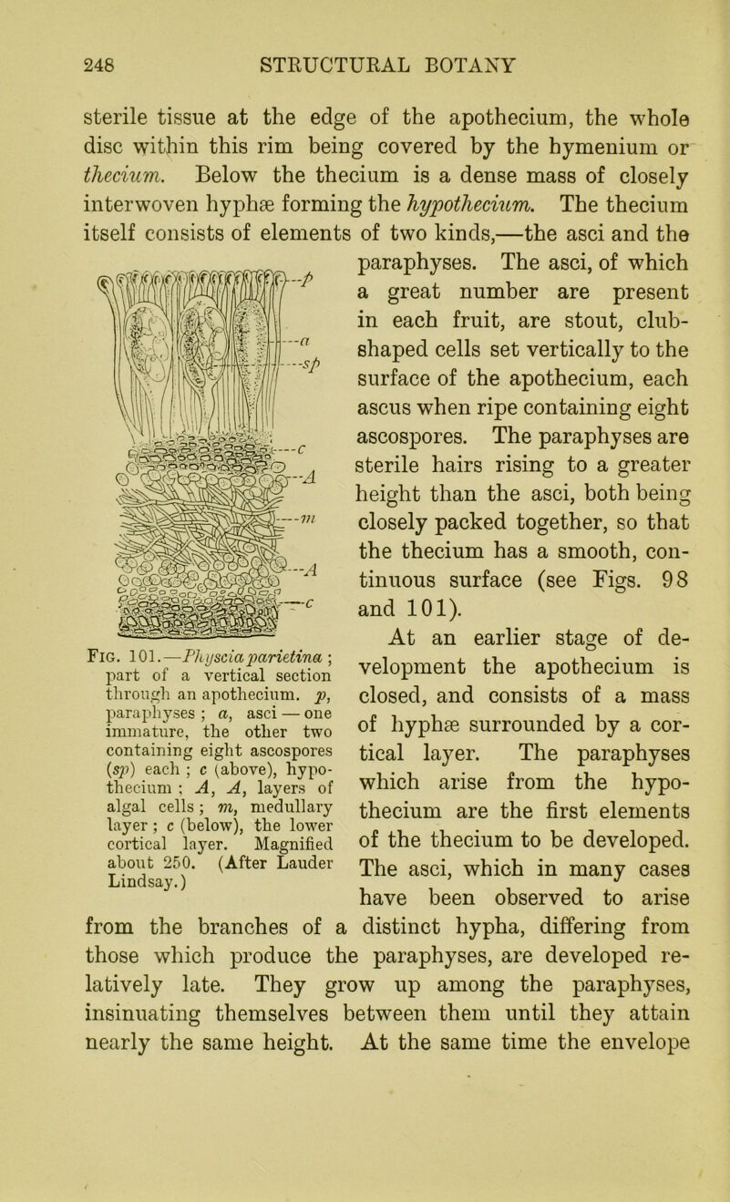 sterile tissue at the edge of the apothecium, the whole disc within this rim being covered by the hymenium or thecium. Below the thecium is a dense mass of closely interwoven hyphae forming the hypothecium. The thecium itself consists of elements of two kinds,—the asci and the Fig. 101.—Phijscia parietina ; part of a vertical section through an apothecium. p, paraphyses ; a, asci — one immature, the other two containing eight ascospores (sp) each ; c (above), hypo- thecs um ; A, A, layers of algal cells; m, medullary layer; c (below), the lower cortical layer. Magnified about 250. (After Lauder Lindsay.) paraphyses. The asci, of which a great number are present in each fruit, are stout, club- shaped cells set vertically to the surface of the apothecium, each ascus when ripe containing eight ascospores. The paraphyses are sterile hairs rising to a greater height than the asci, both being closely packed together, so that the thecium has a smooth, con- tinuous surface (see Figs. 98 and 101). At an earlier stage of de- velopment the apothecium is closed, and consists of a mass of hyphge surrounded by a cor- tical layer. The paraphyses which arise from the hypo- thecium are the first elements of the thecium to be developed. The asci, which in many cases have been observed to arise from the branches of a distinct hypha, differing from those which produce the paraphyses, are developed re- latively late. They grow up among the paraphyses, insinuating themselves between them until they attain nearly the same height. At the same time the envelope