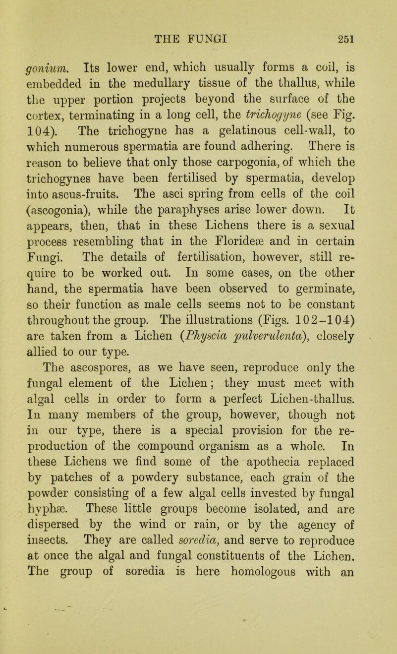 gonium. Its lower end, which usually forms a coil, is embedded in the medullary tissue of the thallus, while the upper portion projects beyond the surface of the cortex, terminating in a long cell, the trichogyne (see Fig. 104). The trichogyne has a gelatinous cell-wall, to which numerous spermatia are found adhering. There is reason to believe that only those carpogonia, of which the trichogynes have been fertilised by spermatia, develop into ascus-fruits. The asci spring from cells of the coil (ascogonia), while the paraphyses arise lower down. It appears, then, that in these Lichens there is a sexual process resembling that in the Florideoe and in certain Fungi. The details of fertilisation, however, still re- quire to be worked out. In some cases, on the other hand, the spermatia have been observed to germinate, so their function as male cells seems not to be constant throughout the group. The illustrations (Figs. 102-104) are taken from a Lichen (Pliyscia jpulverulenta), closely allied to our type. The ascospores, as we have seen, reproduce only the fungal element of the Lichen; they must meet with algal cells in order to form a perfect Lichen-thallus. In many members of the group, however, though not in our type, there is a special provision for the re- production of the compound organism as a whole. In these Lichens we find some of the apothecia replaced by patches of a powdery substance, each grain of the powder consisting of a few algal cells invested by fungal hyphse. These little groups become isolated, and are dispersed by the wind or rain, or by the agency of insects. They are called soredict,, and serve to reproduce at once the algal and fungal constituents of the Lichen. The group of soredia is here homologous with an