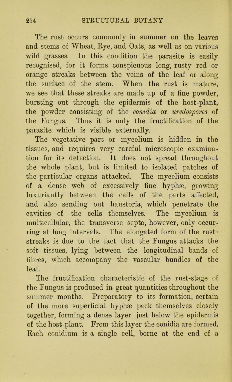The rust occurs commonly in summer on the leaves and stems of Wheat, Rye, and Oats, as well as on various wild grasses. In this condition the parasite is easily recognised, for it forms conspicuous long, rusty red or orange streaks between the veins of the leaf or along the surface of the stem. When the rust is mature, we see that these streaks are made up of a fine powder, bursting out through the epidermis of the host-plant, the powder consisting of the conidia or uredospores of the Fungus. Thus it is only the fructification of the parasite which is visible externally. The vegetative part or mycelium is hidden in the tissues, and requires very careful microscopic examina- tion for its detection. It does not spread throughout the whole plant, but is limited to isolated patches of the particular organs attacked. The mycelium consists of a dense web of excessively fine hyphae, growing luxuriantly between the cells of the parts affected, and also sending out haustoria, which penetrate the cavities of the cells themselves. The mycelium is multicellular, the transverse septa, however, only occur- ring at long intervals. The elongated form of the rust- streaks is due to the fact that the Fungus attacks the soft tissues, lying between the longitudinal bands of fibres, which accompany the vascular bundles of the leaf. The fructification characteristic of the rust-stage of the Fungus is produced in great quantities throughout the summer months. Preparatory to its formation, certain of the more superficial hyphae pack themselves closely together, forming a dense layer just below the epidermis of the host-plant. From this layer the conidia are formed. Each conidium is a single cell, borne at the end of a