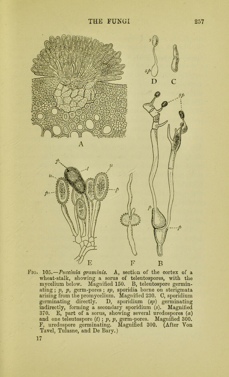 Fig. 105.—Puccinia graviinis. A, section of the cortex of a wheat-stalk, showing a sorus of teleutospores, with the mycelium below. Magnified 150. B, teleutospore germin- ating ; p, p, germ-pores ; sp, sporidia borne on sterigmata arising from the promycelium. Magnified 230. C, sporidium germinating directly. D, sporidium (sp) germinating indirectly, forming a secondary sporidium (s). Magnified 370. E, part of a sorus, showing several uredospores (a) and one teleutospore (t) ; p, p, germ-pores. Magnified 300. F, uredospore germinating. Magnified 300. (After Yon Tavel, Tulasne, and De Bary.)