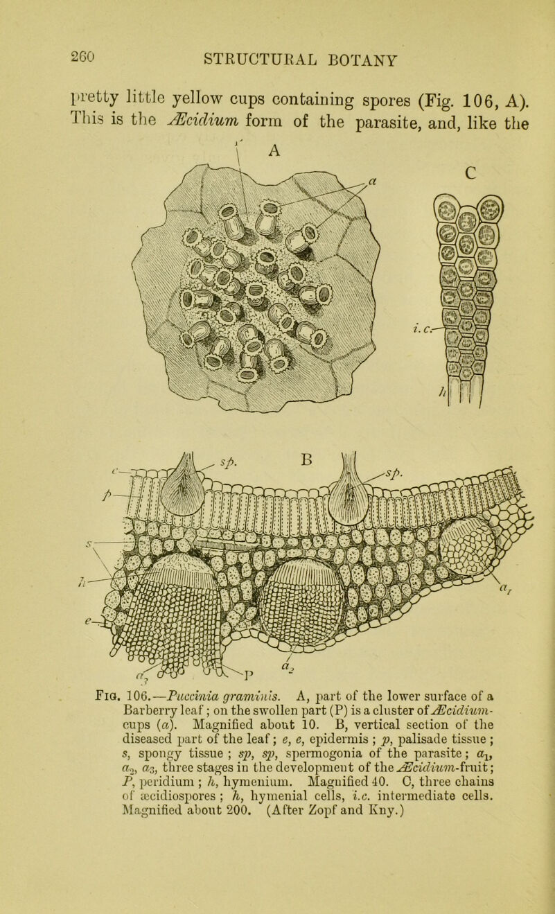 pretty little yellow cups containing spores (Fig. 106, A). This is the JEtidium form of the parasite, and, like the C Fio. 106.—Puccinia graminls. A, part of the lower surface of a Barberry leaf; on the swollen part (P) is a cluster of PEcidium- cups (a). Magnified about 10. B, vertical section of the diseased part of the leaf; e, e, epidermis ; p, palisade tissue ; s, spongy tissue ; sp, sp, spermogonia of the parasite; a1, «2> «3, three stages in the development of the PScidium-fmit; P, peridium ; h, hymenium. Magnified 40. C, three chains of yecidiospores ; h, hymenial cells, i.c. intermediate cells. Magnified about 200. (After Zopf and Kny.)