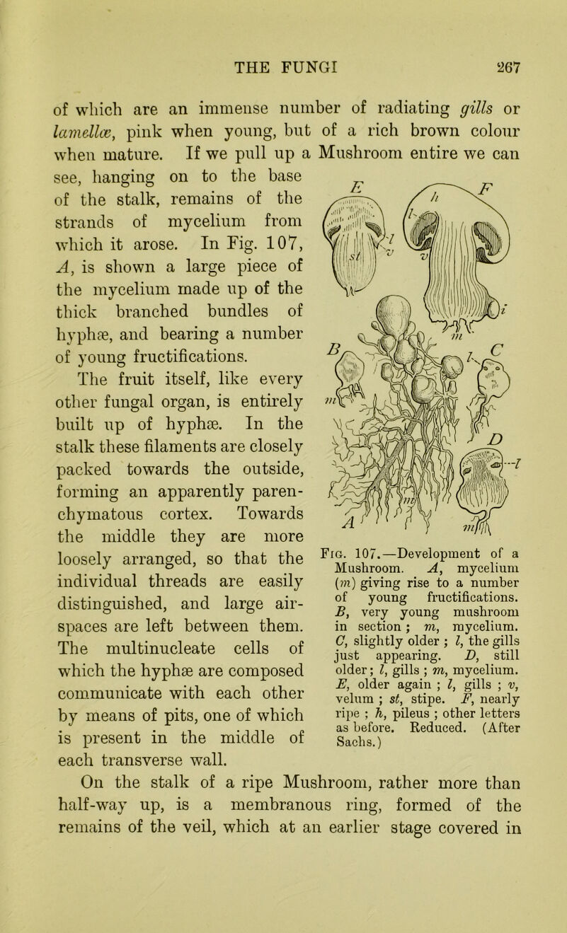 of which are an immense number of radiating gills or lamellae, pink when young, but of a rich brown colour when mature. If we pull up a Mushroom entire we can see, hanging on to the base of the stalk, remains of the strands of mycelium from which it arose. In Fig. 107, A, is shown a large piece of the mycelium made up of the thick branched bundles of hyphse, and bearing a number of young fructifications. The fruit itself, like every other fungal organ, is entirely built up of hyphse. In the stalk these filaments are closely packed towards the outside, forming an apparently paren- chymatous cortex. Towards the middle they are more loosely arranged, so that the individual threads are easily distinguished, and large air- spaces are left between them. The multinucleate cells of which the hyphse are composed communicate with each other by means of pits, one of which is present in the middle of each transverse wall. Fig. 107.—Development of a Mushroom. A, mycelium (to) giving rise to a number of young fructifications. B, very young mushroom in section; to, mycelium. C, slightly older ; Z, the gills just appearing. D, still older; Z, gills ; to, mycelium. E, older again ; Z, gills ; v, velum ; st, stipe. F, nearly ripe ; h, pileus ; other letters as before. Reduced. (After Sachs.) On the stalk of a ripe Mushroom, rather more than half-way up, is a membranous ring, formed of the remains of the veil, which at an earlier stage covered in