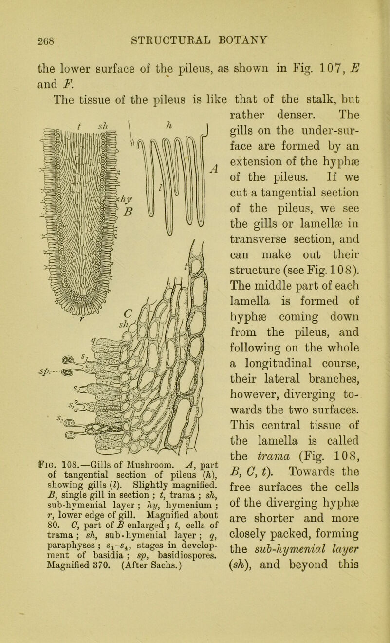 the lower surface of the pileus, as shown in Fig. 107, E and F. The tissue of the pileus is like that of the stalk, but Fig. 108.—Gills of Mushroom. A, part of tangential section of pileus (h), showing gills (l). Slightly magnified. B, single gill in section ; t, trama ; sh, sub-hymenial layer ; liy, liymenium ; r, lower edge of gill. Magnified about 80. C, part of B enlarged ; t, cells of trama ; sh, sub-hymenial layer ; q, paraphyses ; s1-si, stages in develop- ment of basidia ; sp, basidiospores. Magnified 370. (After Sachs.) rather denser. The gills on the under-sur- face are formed by an extension of the hyphse of the pileus. If we cut a tangential section of the pileus, we see the gills or lamellae in transverse section, and can make out their structure (see Fig. 108). The middle part of each lamella is formed of hyphse coming down from the pileus, and following on the whole a longitudinal course, their lateral branches, however, diverging to- wards the two surfaces. This central tissue of the lamella is called the trama (Fig. 108, B, C, t). Towards the free surfaces the cells of the diverging hyphae are shorter and more closely packed, forming the sub-hymenial layer (sh), and beyond this