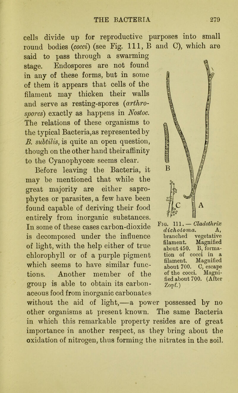 cells divide up for reproductive purposes into small round bodies {cocci) (see Fig. Ill, B and C), which are said to pass through a swarming stage. Endospores are not found in any of these forms, but in some of them it appears that cells of the filament may thicken their walls and serve as resting-spores (artliro- spores) exactly as happens in Nostoc. The relations of these organisms to the typical Bacteria, as represented by B. subtilis, is quite an open question, though on the other hand their affinity to the Cyanophycese seems clear. Before leaving the Bacteria, it may be mentioned that while the great majority are either sapro- phytes or parasites, a few have been found capable of deriving their food entirely from inorganic substances. In some of these cases carbon-dioxide is decomposed under the influence of light, with the help either of true chlorophyll or of a purple pigment which seems to have similar func- tions. Another member of the group is able to obtain its carbon- aceous food from inorganic carbonates without the aid of light,—a power possessed by no other organisms at present known. The same Bacteria in which this remarkable property resides are of great importance in another respect, as they bring about the oxidation of nitrogen, thus forming the nitrates in the soil. Fig. 111.— Cladotlirix dichotomci. A, branched vegetative filament. Magnified about 450. B, forma- tion of cocci in a filament. Magnified about 700. C, escape of the cocci. Magni- fied about 700. (After Zopf.)