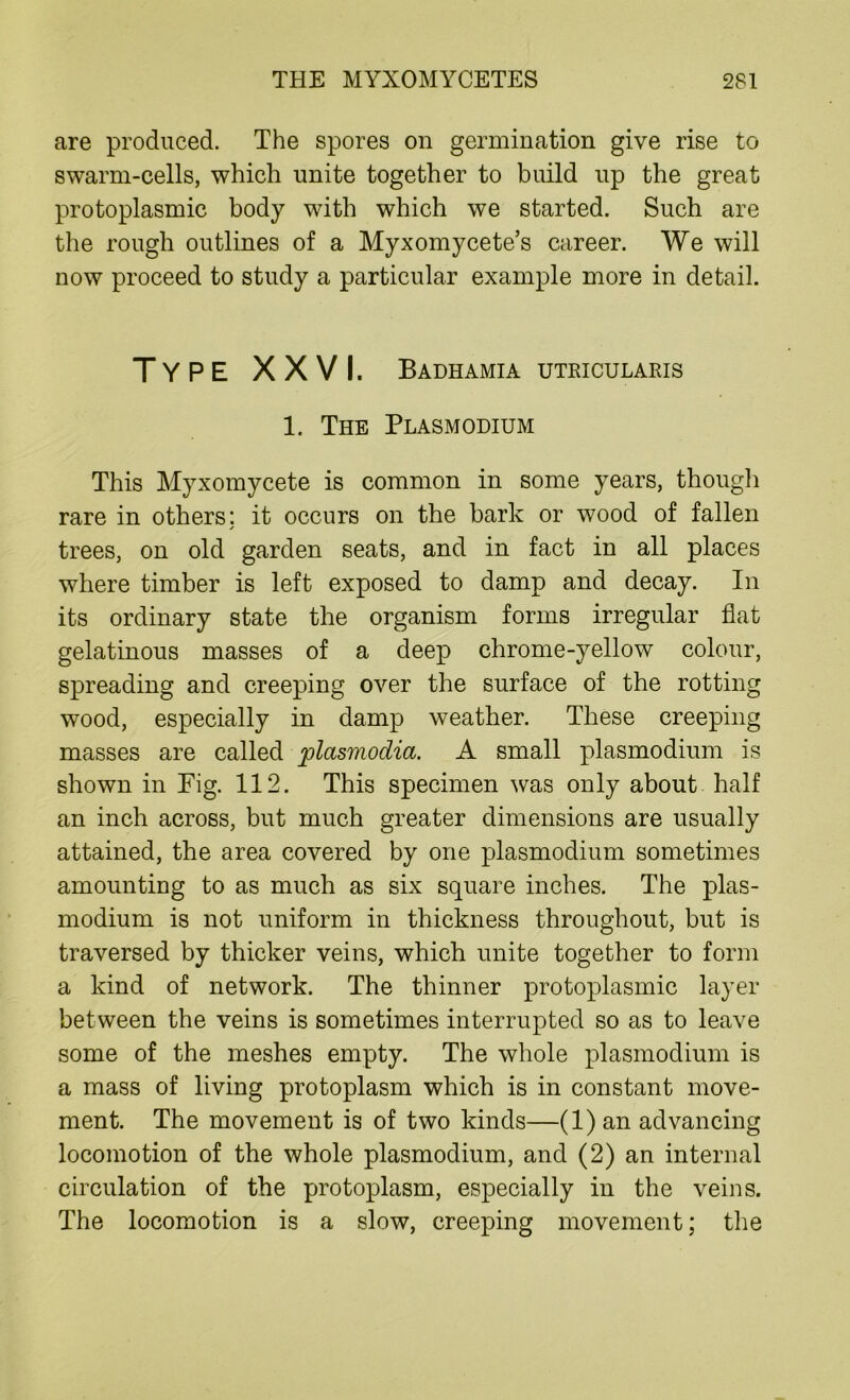 are produced. The spores on germination give rise to swarm-cells, which unite together to build up the great protoplasmic body with which we started. Such are the rough outlines of a Myxomycete’s career. We will now proceed to study a particular example more in detail. Type XXVI. Badhamia utricularis 1. The Plasmodium This Myxomycete is common in some years, though rare in others; it occurs on the bark or wood of fallen trees, on old garden seats, and in fact in all places where timber is left exposed to damp and decay. In its ordinary state the organism forms irregular fiat gelatinous masses of a deep chrome-yellow colour, spreading and creeping over the surface of the rotting wood, especially in damp weather. These creeping masses are called plasmodia. A small plasmodium is shown in Fig. 112. This specimen was only about half an inch across, but much greater dimensions are usually attained, the area covered by one plasmodium sometimes amounting to as much as six square inches. The plas- modium is not uniform in thickness throughout, but is traversed by thicker veins, which unite together to form a kind of network. The thinner protoplasmic layer bet ween the veins is sometimes interrupted so as to leave some of the meshes empty. The whole plasmodium is a mass of living protoplasm which is in constant move- ment. The movement is of two kinds—(l)an advancing locomotion of the whole plasmodium, and (2) an internal circulation of the protoplasm, especially in the veins. The locomotion is a slow, creeping movement; the