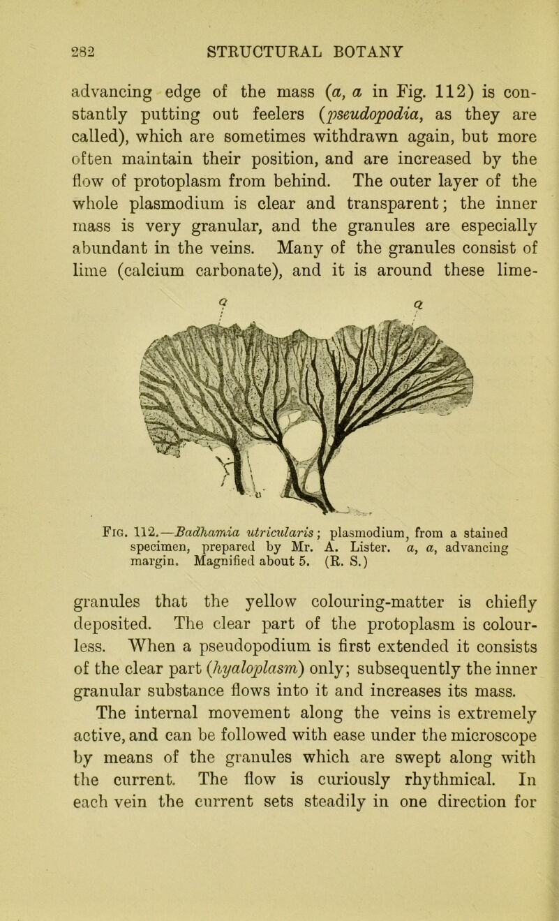 advancing edge of the mass (a, a in Fig. 112) is con- stantly putting out feelers (pseudopodia, as they are called), which are sometimes withdrawn again, but more often maintain their position, and are increased by the flow of protoplasm from behind. The outer layer of the whole plasmodium is clear and transparent; the inner mass is very granular, and the granules are especially abundant in the veins. Many of the granules consist of lime (calcium carbonate), and it is around these lime- Fig. 112.—Bcidharraa utricularis; plasmodium, from a stained specimen, prepared by Mr. A. Lister, a, a, advancing margin. Magnified about 5. (R. S.) granules that the yellow colouring-matter is chiefly deposited. The clear part of the protoplasm is colour- less. When a pseudopodium is first extended it consists of the clear part (<hyaloplasm) only; subsequently the inner granular substance flows into it and increases its mass. The internal movement along the veins is extremely active, and can be followed with ease under the microscope by means of the granules which are swept along with the current. The flow is curiously rhythmical. In each vein the current sets steadily in one direction for
