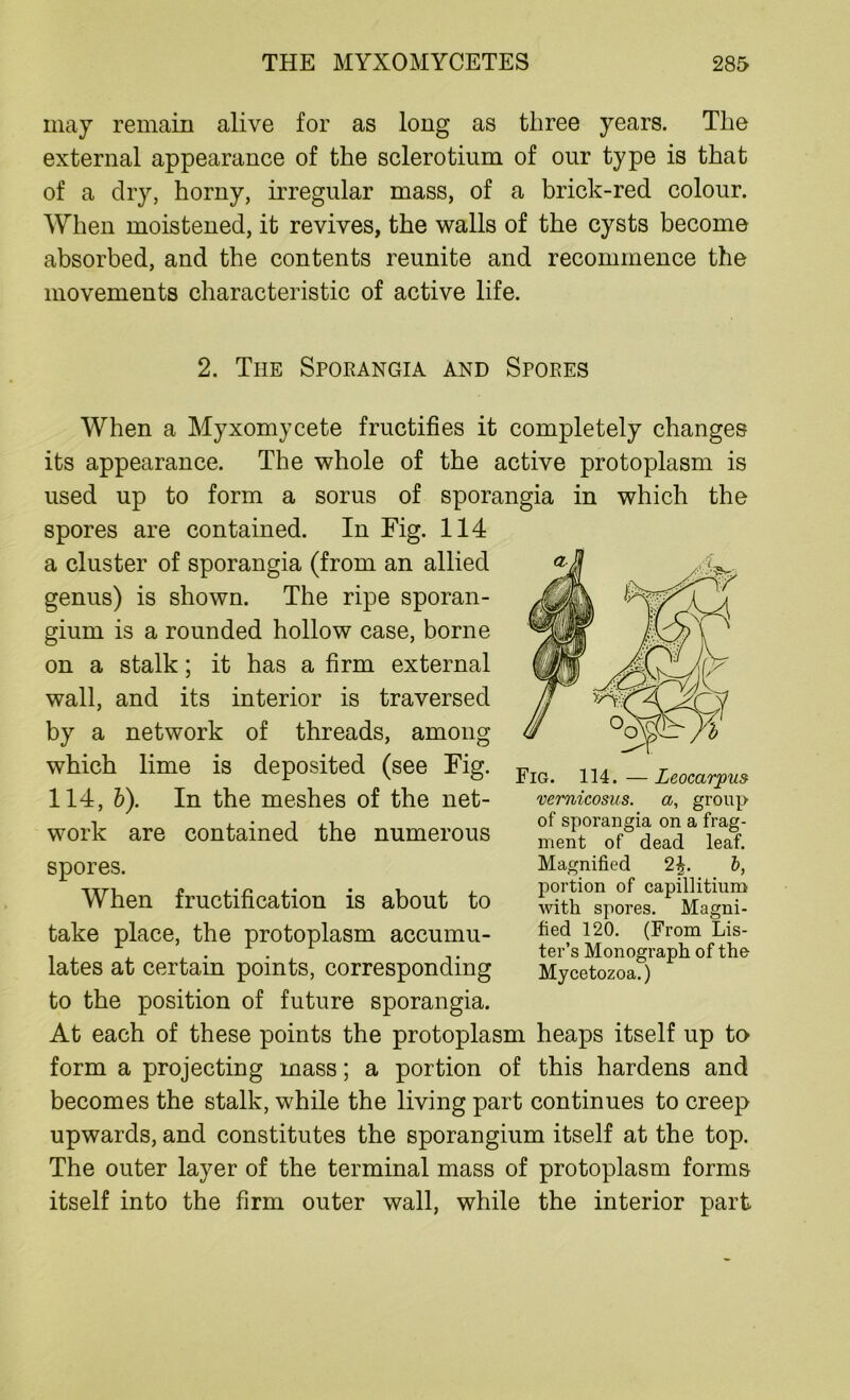 may remain alive for as long as three years. The external appearance of the sclerotium of our type is that of a dry, horny, irregular mass, of a brick-red colour. When moistened, it revives, the walls of the cysts become absorbed, and the contents reunite and recommence the movements characteristic of active life. 2. The Spoeangia and Spoees When a Myxomycete fructifies it completely changes its appearance. The whole of the active protoplasm is used up to form a sorus of sporangia in which the spores are contained. In Fig. 114 a cluster of sporangia (from an allied is shown. The ripe sporan- gium is a rounded hollow case, borne on a stalk; it has a firm external wall, and its interior is traversed by a network of threads, among which lime is deposited (see Fig. 114, b). In the meshes of the net- work are contained the numerous spores. When fructification is about to take place, the protoplasm accumu- lates at certain points, corresponding to the position of future sporangia. At each of these points the protoplasm heaps itself up to form a projecting mass; a portion of this hardens and becomes the stalk, while the living part continues to creep upwards, and constitutes the sporangium itself at the top. The outer layer of the terminal mass of protoplasm forms itself into the firm outer wall, while the interior part Fig. 114.—Leocarjpus- vernicosus. a, group of sporangia on a frag- ment of dead leaf. Magnified cl\. b, portion of capillitium with spores. Magni- fied 120. (From Lis- ter’s Monograph of the Mycetozoa.)