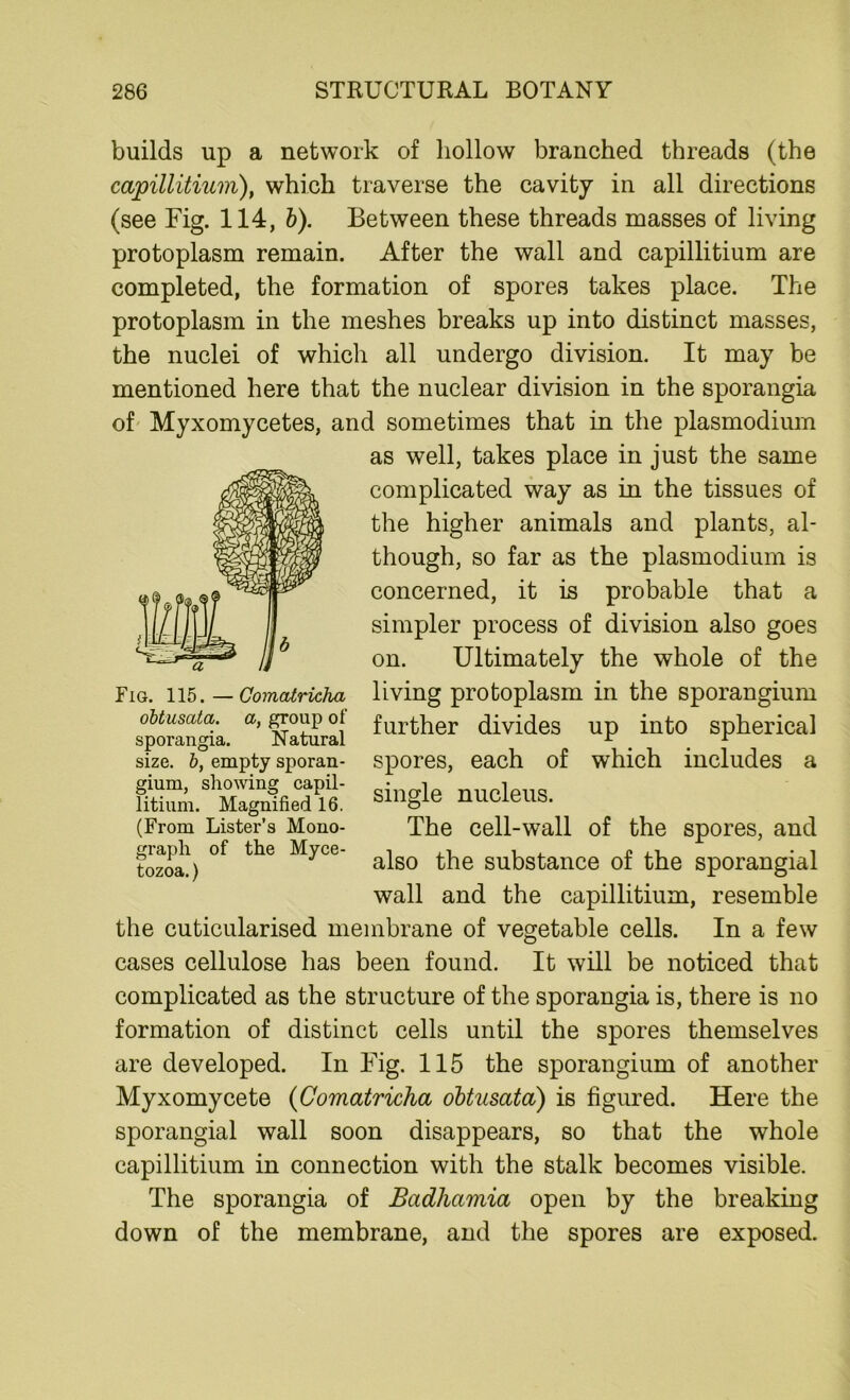 builds up a network of hollow branched threads (the capillitium), which traverse the cavity in all directions (see Fig. 114, b). Between these threads masses of living protoplasm remain. After the wall and capillitium are completed, the formation of spores takes place. The protoplasm in the meshes breaks up into distinct masses, the nuclei of which all undergo division. It may be mentioned here that the nuclear division in the sporangia of Myxomycetes, and sometimes that in the plasmodium as well, takes place in just the same complicated way as in the tissues of the higher animals and plants, al- though, so far as the plasmodium is concerned, it is probable that a simpler process of division also goes on. Ultimately the whole of the living protoplasm in the sporangium further divides up into spherical spores, each of which includes a single nucleus. The cell-wall of the spores, and also the substance of the sporangial wall and the capillitium, resemble the cuticularised membrane of vegetable cells. In a few cases cellulose has been found. It will be noticed that complicated as the structure of the sporangia is, there is no formation of distinct cells until the spores themselves are developed. In Fig. 115 the sporangium of another Myxomycete (Comatricha obtusata) is figured. Here the sporangial wall soon disappears, so that the whole capillitium in connection with the stalk becomes visible. The sporangia of Badhamia open by the breaking down of the membrane, and the spores are exposed. Fig. 115.—Comatricha obtusata. a, group of sporangia. Natural size. 6, empty sporan- gium, showing capil- litium. Magnified 16. (From Lister’s Mono- graph of the Myce- tozoa.)