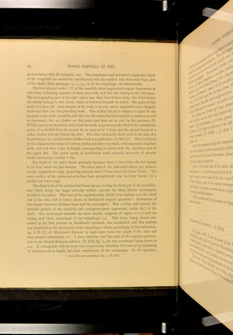 its articulation with the tympanic (28)- The metacarpus and dislocated unguiculate digits of the wing-limb are confusedly interblcnded with the crushed and dislocated back part of this skull; three phalanges (,y 1, lr 2, tr 3) of the wing-finger are determinable. The two anterior teeth (l'» 2') of the mandible show longitudinal angular depressions at their base, indicating exposure of their inner side, and that they belong to the left ramus. The corresponding part of the right ramus may have been broken away : the third laniary (3') clearly belongs to this ramus, which is fractured beneath its socket. The point of this tooth is broken off: what remains of the body is curved, and is implanted more obliquely backward than the two preceding teeth. This at first led me to suspect it might be the foremost tooth of the mandible, and that the left ramus had been pushed in advance as well as downward: but my doubts on this point have been set at rest by the specimen (PI. XVIII) next to be described, and I view the tooth in question as the third of the mandibular series • it is divided from the second by an interval of 6 lines, and the second stands at a rather shorter interval behind the first. Five lines behind the third tooth is the base of a fourth laniary (4'), and four lines further back is an indication of a fifth (5')- This is followed by the characteristic series of between thirty and forty very small, subcompressed cuspidate teeth, each less than a line in length, corresponding in extent with the maxillary part of the upper jaw. The entire series of mandibular teeth occupies an extent of alveolar border measuring 5 inches 1 line. The depth of the right ramus gradually increases from 5 lines below the last laniary to 10 lines below the last denticle. The inner side of tbe dislocated ramus (32’) shows a strong longitudinal. ridge projecting inwards about 3 lines above the lower border. The outer surface of the ramus seems to have been strengthened near its lower border by a similar but lower ridge. The distal ends of the antibrachial bones (54, 55) overlap the hind part of the mandible: that which shows the larger articular surface, opposite the three slender metacarpals, should be the radius. The base of the supplementary styloid bone appears near the distal end of the ulna, but is better shown in Buckland’s original specimen.1 Indications of two carpals intervene between these and the metacarpus. This overlies and conceals the articular pedicle of the mandible and contiguous parts (squamosal, malar, &c.) of the skull. The metacarpus includes the three slender supports of digits /, ir, «nd///, and the strong and thick metacarpal of the wing-finger Gy). This bone, being almost con- cealed by the first phalanx in Buckland’s specimen, was overlooked, and that phalanx was described as the metacarpal of the wing-finger, which, accordingly, in the restoration, fig. 2, PI. 27, of ‘ Buckland’s Memoir,’ is made three times the length of the other and more slender metacarpals (.3')- I have, therefore, had that part of the original specimen, now in the British Museum, redrawn (PI. XIX, fig. 1), the true metacarpal being shown at m 4. It corresponds with the same bone in previously described Plerosauria by surpassing in thickness, not in length, the other constituents of the metacarpus. In the specimen, 1 As in the part re-drawn in fig. 1, PI. XIX.