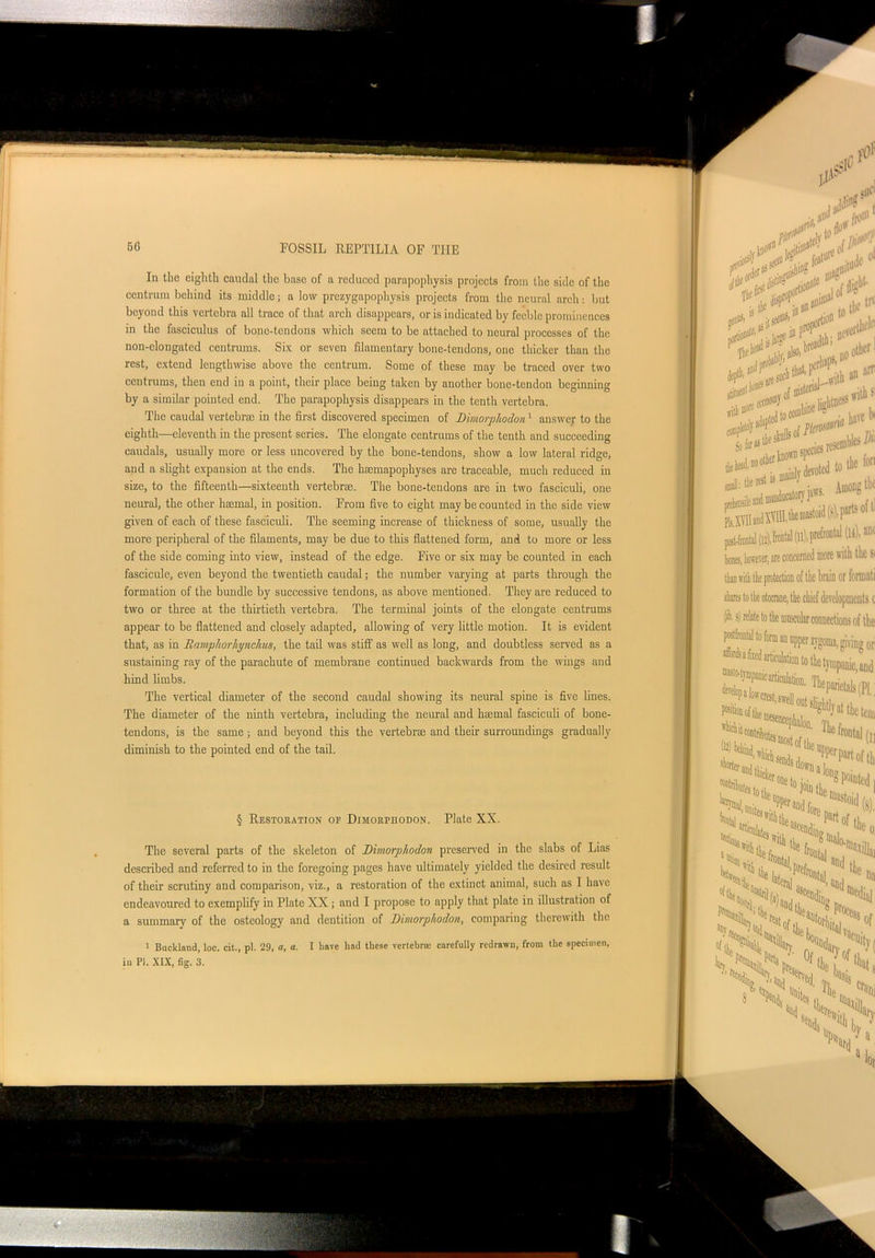 In the eighth caudal the base of a reduced parapophysis projects from the side of the centrum behind its middle; a low prezygapophysis projects from the neural arch but beyond this vertebra all trace of that arch disappears, or is indicated by feeble prominences in the fasciculus of bone-tendons which seem to be attached to neural processes of the non-elongated centrums. Six or seven filamentary bone-tendons, one thicker than the rest, extend lengthwise above the centrum. Some of these may be traced over two centrums, then end in a point, their place being taken by another bone-tendon beginning by a similar pointed end. The parapophysis disappears in the tenth vertebra. The caudal vertebrae in the first discovered specimen of Dimorphodon1 answer to the eighth—eleventh in the present series. The elongate centrums of the tenth and succeeding caudals, usually more or less uncovered by the bone-tendons, show a low lateral ridge, and a slight expansion at the ends. The kaemapophyses are traceable, much reduced in size, to the fifteenth—sixteenth vertebrae. The bone-tendons are in two fasciculi, one neural, the other haemal, in position. From five to eight may be counted in the side view given of each of these fasciculi. The seeming increase of thickness of some, usually the more peripheral of the filaments, may be due to this flattened form, and to more or less of the side coming into view, instead of the edge. Five or six may be counted in each fascicule, even beyond the twentieth caudal; the number varying at parts through the formation of the bundle by successive tendons, as above mentioned. They are reduced to two or three at the thirtieth vertebra. The terminal joints of the elongate centrums appear to be flattened and closely adapted, allowing of very little motion. It is evident that, as in Ramphorlynclus, the tail was stiff as well as long, and doubtless served as a sustaining ray of the parachute of membrane continued backwards from the wings and hind limbs. The vertical diameter of the second caudal showing its neural spine is five lines. The diameter of the ninth vertebra, including the neural and haemal fasciculi of bone- tendons, is the same; and beyond this the vertebrae and their surroundings gradually diminish to the pointed end of the tail. § Restoration or Dimorphodon. Plate XX. The several parts of the skeleton of Dimorphodon preserved in the slabs of Lias described and referred to in the foregoing pages have ultimately yielded the desired result of their scrutiny and comparison, viz., a restoration of the extinct animal, such as I have endeavoured to exemplify in Plate XX; and I propose to apply that plate in illustration of a summary of the osteology and dentition of Dimorphodon, comparing therewith the 1 Buckland, loc. cit., pi. 29, a, a. I have had these vertebra; carefully redrawn, from the specimen, in PI. XIX, fig. 3.
