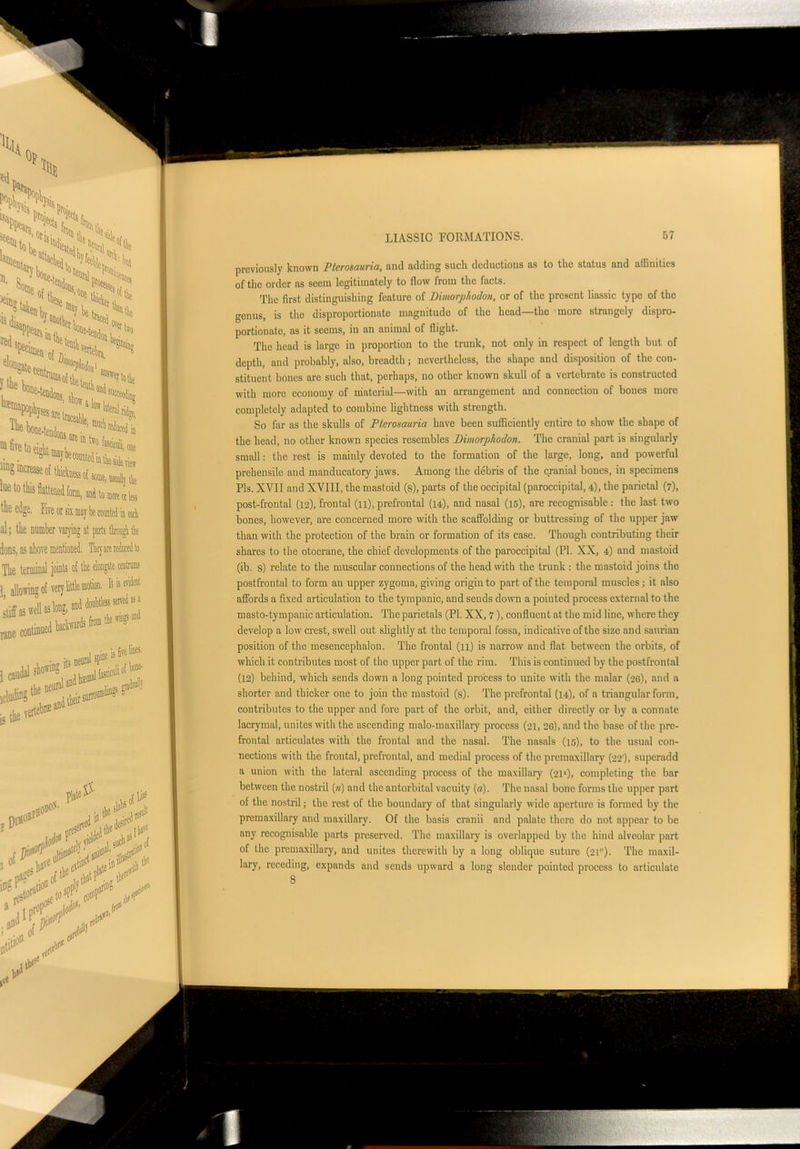 previously known Pterosauria, and adding such deductions as to the status and affinities of the order as seem legitimately to flow from the facts. The first distinguishing feature of Dimorphodoti, or of the present liassic type of the genus, is tho disproportionate magnitude of the head—the more strangely dispro- portionate, ns it seems, in an animal of flight. The head is large in proportion to the trunk, not only in respect of length but of depth, and probably, also, breadth; nevertheless, the shape and disposition of the con- stituent bones arc such that, perhaps, no other known skull of a vertebrate is constructed with more economy of material—with an arrangement and connection of bones more completely adapted to combine lightness with strength. So far as the skulls of Pterosauria have been sufficiently entire to show the shape of the head, no other known species resembles Dimorplodon. The cranial part is singularly small: the rest is mainly devoted to the formation of the large, long, and powerful prehensile and manducatory jaws. Among the debris of the cranial bones, in specimens Pis. XVII and XVIII, the mastoid (8), parts of the occipital (paroccipital, 4), the parietal (7), post-frontal (12), frontal (11), prefrontal (14), and nasal (15), are recognisable: the last two bones, however, are concerned more with the scaffolding or buttressing of the upper jaw than with the protection of the brain or formation of its case. Though contributing their shares to the otccrane, the chief developments of the paroccipital (PI. XX, 4) and mastoid (ib. 8) relate to the muscular connections of the head with the trunk : the mastoid joins the postfrontal to form an upper zygoma, giving origin to part of the temporal muscles; it also affords a fixed articulation to the tympanic, and sends down a pointed process external to the masto-tympanic articulation. The parietals (PI. XX, 7), confluent at the mid line, where they develop a low crest, swell out slightly at the temporal fossa, indicative of the size and saurian position of the mesencephalon. The frontal (11) is narrow and flat between the orbits, of which it contributes most of the upper part of the rim. This is continued by the postfrontal (12) behind, which sends down a long pointed process to unite with the malar (26), and a shorter and thicker one to join the mastoid (s). The prefrontal (14), of a triangular form, contributes to the upper and fore part of the orbit, and, either directly or by a connate lacrymal, unites with the ascending malo-maxillary process (21, 2G), and the base of the pre- frontal articulates with the frontal and the nasal. The nasals (15), to the usual con- nections with the frontal, prefrontal, and medial process of the premaxillary (22'), superadd a union with the lateral ascending process of the maxillary (21*), completing the bar between the nostril (») and the antorbital vacuity (a). The nasal bone forms the upper part of the nostril; tho rest of the boundary of that singularly wide aperture is formed by the premaxillary and maxillary. Of the basis cranii and palate there do not appear to be any recognisable parts preserved. The maxillary is overlapped by the hind alveolar part of the premaxillary, and unites therewith by a long oblique suture (21)- The maxil- lary, receding, expands and sends upward a long slender pointed process to articulate 8