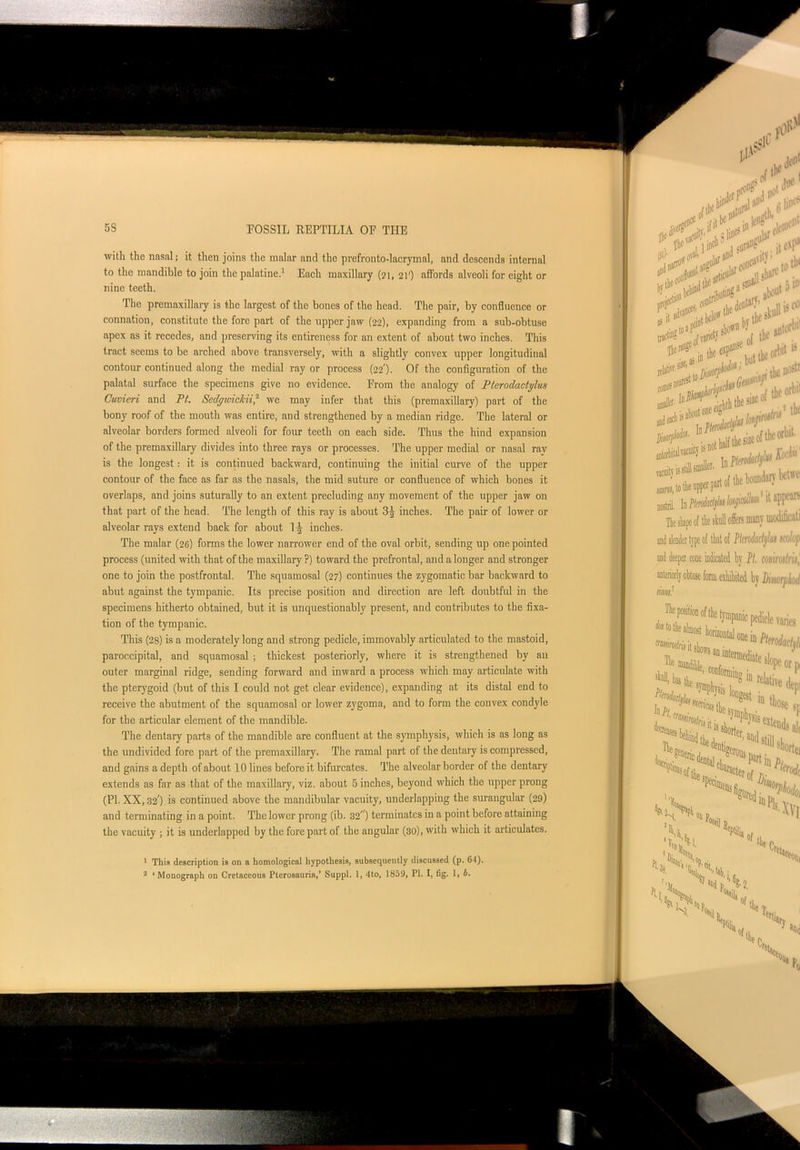 with the nasal; it then joins the malar and the prefronto-lacrymal, and descends internal to the mandible to join the palatine.1 Each maxillary (?i, 21') affords alveoli for eight or nine teeth. The premaxillary is the largest of the bones of the head. The pair, by confluence or connation, constitute the fore part of the upper jaw (22), expanding from a sub-obtuse apex as it recedes, and preserving its entireness for an extent of about two inches. This tract seems to be arched above transversely, with a slightly convex upper longitudinal contour continued along the medial ray or process (22') • Of the configuration of the palatal surface the specimens give no evidence. From the analogy of Pterodactylus Cuvieri and Ft. Sedywickii,2 we may infer that this (premaxillary) part of the bony roof of the mouth was entire, and strengthened by a median ridge. The lateral or alveolar borders formed alveoli for four teeth on each side. Thus the hind expansion of the premaxillary divides into three rays or processes. The upper medial or nasal ray is the longest: it is continued backward, continuing the initial curve of the upper contour of the face as far as the nasals, the mid suture or confluence of which bones it overlaps, and joins suturally to an extent precluding any movement of the upper jaw on that part of the head. The length of this ray is about 35 inches. The pair of lower or alveolar rays extend back for about 117 inches. The malar (26) forms the lower narrower end of the oval orbit, sending up one pointed process (united with that of the maxillary ?) toward the prefrontal, and a longer and stronger one to join the postfrontal. The squamosal (27) continues the zygomatic bar backward to abut against the tympanic. Its precise position and direction are left doubtful in the specimens hitherto obtained, but it is unquestionably present, and contributes to the fixa- tion of the tympanic. This (28) is a moderately long and strong pedicle, immovably articulated to the mastoid, paroccipital, and squamosal ; thickest posteriorly, where it is strengthened by an outer marginal ridge, sending forward and inward a process which may articulate with the pterygoid (but of this I could not get clear evidence), expanding at its distal end to receive the abutment of the squamosal or lower zygoma, and to form the convex condyle for the articular element of the mandible. The dentary parts of the mandible are confluent at the symphysis, which is as long as the undivided fore part of the premaxillary. The ramal part of the deutary is compressed, and gains a depth of about 10 lines before it bifurcates. The alveolar border of the dentary extends as far as that of the maxillary, viz. about 5 inches, beyond which the upper prong (PI. XX, 32') is continued above the mandibular vacuity, underlapping the surangular (29) and terminating in a point. The lower prong (ib. 32) terminates in a point before attaining the vacuity ; it is underlapped by the fore part of the angular (30), with which it articulates. 1 This description is on a homological hypothesis, subsequently discussed (p. 6*1).