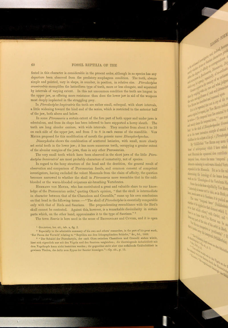 fcsted in this character is considerable in the present order, although in no species has any departure been observed from the predatory zoophagous condition. The teeth, always simple and pointed, vary in shape, in number, in position, in relative size. Pterodactylus crassiroslris exemplifies the laninriform type of teeth, more or less elongate, and separated by intervals of varying extent. In this not uncommon condition the teeth are longest in the upper jaw, as offering more resistance than does the lower jaw in aid of the weapons most deeply implanted in the struggling prey. In Pterodactylus lonyiroslris the teeth are rather small, subequal, with short intervals, a little widening toward the hind end of the series, which is restricted to the anterior half of the jaw, both above and below. In some Pterosauria a certain extent of the fore part of both upper and under jaws is edentulous, and from its shape has been inferred to bave supported a horny sheath. The teeth are long slender canines, with wide intervals. They number from about 8 to 10 on each side of the upper jaw, and from 7 to 8 in each ramus of the mandible. Von Meyer proposed for this modification of mouth the generic name BhamphorJiynchus. Dimorphodon shows the combination of scattered laniaries, with small, more closely set serial teeth in the lower jaw; it has more numerous teeth, occupying a greater extent of the alveolar margins of the jaws, than in any other Pterosaurian. The very small teeth which have been observed in the short jaws of the little Ptero- dactylus l/revirosiris1 are most probably characters of immaturity, not of species. In regard to the bony structure of the head and the dentition, the general result of observation and comparison of Pterosaurian fossils, and common consent of competent investigators, having excluded the volant Mammals from the claim of affinity, the question becomes narrowed to whether the skull in Pterosauria more resembles that in the cold- blooded or the warm-blooded oviparous air-breathing Vertebrates. Hermann von Meyer, who has contributed a great and valuable share to our know- ledge of the Pterosaurian order,2 quoting 0ken's opinion, “ that the skull is intermediate in character between that of the Chameleon and Crocodile,” sums up his own conclusions on that head in the following terms :—“ The skull of Pterodactylus is essentially comparable only with that of Birds and Saurians. The preponderating resemblance with the Bird’s skull cannot be contested. Against this, however, is a remarkable dissimilarity in certain parts which, on the other hand, approximates it to the type of Saurians.” 3 The term Sauria is here used in the sense of Brongniart and Cuvier, and it is open 1 Goldpuss, loc. cit., tab. x, fig. 2. 2 Especially in the admirable summary of liis own and others’ researches, in the part of his great work, ‘Zur Fauna der Vorwelt’ relating to “Reptilien aus dem lithograpliischen Schicfcr,” &c., fob, 1860. 3 ££ Der Schiidcl der Pterodactyln, der uach Olcen zwischeu Chanuileon uud Crocodil stehen wiirde, liisst sich eigentlich nur mit den Vogeln und den Sauricrn vergleichen ; die iiberwiegende Aclinlichkeit mit dem Vogclkopfe kann nicht bestritten werden ; ihr gegeniiber stcht aber cine aufiallcudc Uniihnlickkeit in gewissen Theilen, die dafiir zum Zypus der Sauricr hiuneigen.”—Op. cit., p. 15.