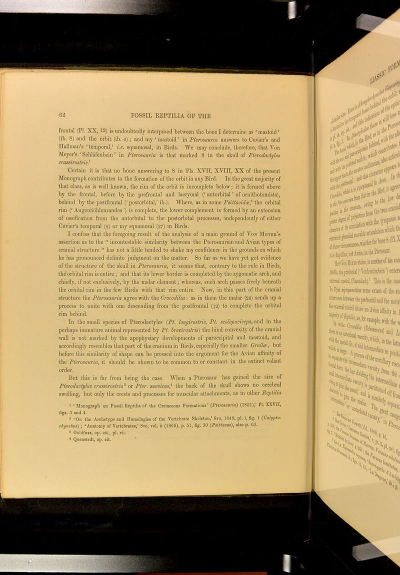 frontal (PI. XX, 12) is undoubtedly interposed between the bone I determine as ‘ mastoid ’ (ib. 8) and the orbit (ib. o); and my ' mastoid ’ in Pterosauria answers to Cuvier’s and Hallman’s ‘temporal,’ i.e. squamosal, in Birds. Wc may conclude, therefore, that Von Meyer’s ‘ Schlafenbein ’ in Pterosauria is that marked 8 in the skull of Pterodactylm crassirostris} Certain it is that no bone answering to 8 in Pis. XVII, XVIII, XX of the present Monograph contributes to the formation of the orbit in any Bird. In the great majority of that class, as is well known, the rim of the orbit is incomplete below; it is formed above by the frontal, before by the prefrontal and lacrymal (‘ antorbital ’ of ornithotomists), behind by the postfrontal (‘postorbital,’ ib.). Where, as in some Psittacida, the orbital rim (‘ Augenliohlenrandes ’) is complete, the lower complement is formed by an extension of ossification from the antorbital to the postorbital processes, independently of either Cuvier’s temporal (8) or my squamosal (27) in Birds. I confess that the foregoing result of the analysis of a main ground of Von Meter’s assertion as to the “ incontestable similarity between the Pterosaurian and Avian types of cranial structure ” has not a little tended to shake my confidence in the grounds on which he has pronounced definite judgment on the matter. So far as we have yet got evidence of the structure of the skull in Pterosauria, it seems that, contrary to the rule in Birds, the orbital rim is entire; and that its lower border is completed by the zygomatic arch, and chiefly, if not exclusively, by the malar element; whereas, such arch passes freely beneath the orbital rim in the few Birds with that rim entire. Now, in this part of the cranial structure the Pterosauria agree with the Crocodilia: as in them the malar (26) sends up a process to unite with one descending from the postfrontal (12) to complete the orbital rim behind. In the small species of Pterodact.yles [Ft. louyirostris, Ft. scolopaciceps, and in the perhaps immature animal represented by Pt. brevirostris) the hind convexity of the cranial wall is not marked by the apophysiary developments of paroccipital and mastoid, and accordingly resembles that part of the cranium in Birds, especially the smaller Gratia; but before this similarity of shape can be pressed into the argument for the Avian affinity of the Pterosauria, it should be shown to be common to or constant in the extinct volant order. But this is far from being the case. When a Pterosaur has gained the size of Pterodactylus crassirostris3 or Pier, sucvicus,‘ the back of the skull shows no cerebral swelling, but only the crests and processes for muscular attachments, as in other Reptilia 1 ‘Monograph on Fossil Reptilia of the Cretaceous Formations’ (Pterosauria) (1851),’ PI. XXVII, figs. 3 and 4. 2 ‘On the Archetype and Homologies of the Vertcbrnte Skeleton,’ 8vo, 1848, pi. i, fig. 1 (Calypto- rhijnc/ius) ; ‘Anatomy of Vertebrates,’ 8vo, vol. ii (18C6), p. 51, fig. 30 (Psittacus), also p. 63. 3 Goldfuss, op. cit., pi. vii. * Quenstedt, op. cit.