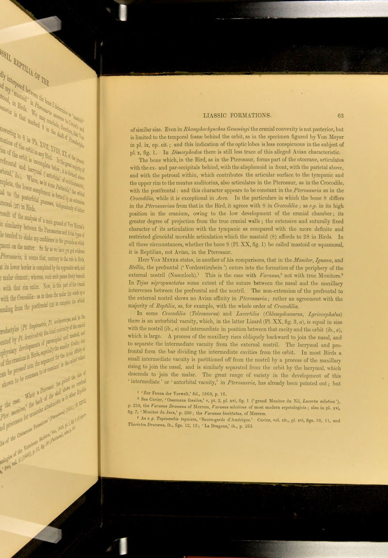 result ie sii h tended to si sis of a n tlie Pti :ment on the matter. So far 3s ife lave vet sot evidnw Ptmmria, it seems that, contrary to the rule in Birds, ii its lower border is completed by the zygomatic arch,and : malar element; whereas, such arch passes freely beneath LIASSIC FORMATIONS. 63 of similar sizo. Even in BliampTiorliynchus Gemmingi the cranial convexity is not posterior, but is limited to the temporal fossae behind the orbit, as in the specimen figured by Von Meyer in pi. ix, op. cit.; and this indication of the optic lobes is less conspicuous in the subject of pi. x, fig. 1. In Dmorplodon there is still less trace of this alleged Avian characteristic. The bone which, in the Bird, as in the Pterosaur, forms part of the otocrane, articulates with the ex- and par-occipitals behind, with the alisphenoid in front, with the parietal above, and with the petrosal within, which contributes the articular surface to the tympanic and the upper rim to the meatus auditorius, also articulates in the Pterosaur, as in the Crocodile, with the postfrontal: and this character appears to be constant in the Pterosauria as in the Crocodilia, while it is exceptional in Aves. In the particulars in which the bone 8 differs position in the cranium, owing to the low development of the cranial chamber; its greater degree of projection from the true cranial walls ; the extensive and suturally fixed character of its articulation with the tympanic as compared with the more definite and restricted glenoidal movable articulation which the mastoid (8) affords to 28 in Birds. In all these circumstances, whether the bone 8 (PI. XX, fig. 1) be called mastoid or squamosal, it is Reptilian, not Avian, in the Pterosaur. Herr Von Meyer, states, in another of his comparisons, that in the Monitor, Iguana, and Stellio, the prefrontal (‘ Vorderstirnbein ’) enters into the formation of the periphery of the external nostril (Nasenloch).1 This is the case with Varanus,' not with true Monitors.3 In Tejus nigropunctatus some extent of the suture between the nasal and the maxillary intervenes between the prefrontal and the nostril. The non-extension of the prefrontal to the external nostril shows no Avian affinity in Pterosauria; rather an agreement with the majority of Beptilia, as, for example, with the whole order of Crocodilia. In some Crocodilia (Teleosaurus) and Lacertilia (Ctlamgdosaurus, Lgriocepltalus) there is an antorbital vacuity, which, in the latter Lizard (PL XX, fig. 3, a), is equal in size with the nostril (ib., n) and intermediate in position between that cavity and the orbit (ib., o), which is large. A process of the maxillary rises obliquely backward to join the nasal, and to separate the intermediate vacuity from the external nostril. The lacrymal and pre- frontal form the bar dividing the intermediate cavities from the orbit. In most Birds a small intermediate vacuity is partitioned olf from the nostril by a process of the maxillary rising to join the nasal, and is similarly separated from the orbit by the lacrymal, which descends to join the malar. The great range of variety in the development of this ‘ intermediate ’ or 'antorbital vacuity,’ in Pterosauria, has already been pointed out; but 1 *Zur Fauna der Vorwelt,’ fol., 1860, p. 16. See Cuvier, 4 Ossemens foasiles,’ v, pt. 2, pi. xvi, fig. 1 (‘ grand Monitor du Nil, Lacerta nilotica ’), p. 259, the Varanus Dracama of Merrem, Varanus niloticus of most modern erpctologists ; nlso in pi. xvi, fig. 7, ‘ Monitor du Java,’ p. 260 ; the Varanus bivittatus, of Merrem. 3 As e.g. Tupinambis teguixin, ‘Sauve-gardc d’Amdrique.’ Cuvier, vol. cit., pi. xvi, figs. 10, 11, and T/iorictes Dracama, ib., figs. 12, 13; ‘La Dragoue,’ ib., p. 263.