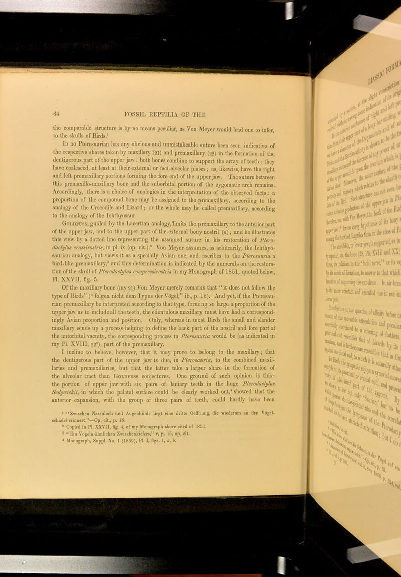 the comparable structure is by no means peculiar, as Yon Meyer would lead one to infer, to the skulls of Birds.1 2 In no Pterosaurian has any obvious and unmistalceablc suture been seen indicative of the respective shares taken by maxillary (21) and premaxillary (22) in the formation of the dentigerous part of the upper jaw : both bones combine to support the array of teeth; they have coalesced, at least at their external or faci-alveolar plates; as, likewise, have the right and left premaxillary portions forming the fore end of the upper jaw. The suture between this premaxillo-maxillary bone and the suborbital portion of the zygomatic arch remains. Accordingly, there is a choice of analogies in the interpretation of the observed facts: a proportion of the compound bone may be assigned to the premaxillary, according to the analogy of the Crocodile and Lizard; or the whole may be called premaxillary, according to the analogy of the Ichthyosaur. Goldfuss, guided by the Lacertian analogy,'limits the premaxillary to the anterior part of the upper jaw, and to the upper part of the external bony nostril (n); and he illustrates this view by a dotted line representing the assumed suture in his restoration of Ptero- dactylus crassirostris, in pi. ix (op. cit.).3 Yon Meyer assumes, as arbitrarily, the Ichthyo- saurian analogy, but views it as a specially Avian one, and ascribes to the Pterosauria a bird-like premaxillary,3 and this determination is indicated by the numerals on the restora- tion of the skull of Pterodactylus courpressirostris in my Monograph of 1851, quoted below, PI. XXVII, fig. 5. Of the maxillary bone (my 21) Von Meyer merely remarks that “ it does not follow the type of Birds” (“ folgen nicht dem Typus der Vogel,” ib., p. 15). And yet, if the Pterosau- rian premaxillary be interpreted according to that type, forming so large a proportion of the upper jaw as to include all the teeth, the edentulous maxillary must have had a correspond- ingly Avian proportion and position. Only, whereas in most Birds the small and slender maxillary sends up a process helping to define the back part of the nostril and fore part of the antorbital vacuity, the corresponding process in Pterosauria would be (as indicated in my PI. XVIII, 221), part of the premaxillary. I incline to believe, however, that it may prove to belong to the maxillary; that the dentigerous part of the upper jaw is due, in Pterosauria, to the combined maxil- laries and premaxillaries, but that the latter take a larger share in the formation of the alveolar tract than Goldfuss conjectures. One ground of such opinion is this: the portion of upper jaw with six pairs of laniary teeth in the huge Pterodactylus Sedgwickii, in which the palatal surface could be clearly worked out,4 showed that the anterior expansion, with the group of three pairs of teeth, could hardly have been 1 “Zwischen Nasenloch und Augenhohle liegt cine dritte Oefifniing, die wiederum an den Vogel- schiidel erinnert.”—Op. cit., p. 16. 2 Copied in PI. XXVII, fig. 4, of my Monograph above cited of 1851. 3 “ Ein Vogeln-iihnlichen Zwischenkiefers, v, p. 15, op. cit. 4 Monograph, Suppl. No. 1 (1859), PI. I, figs. 1, a, b.