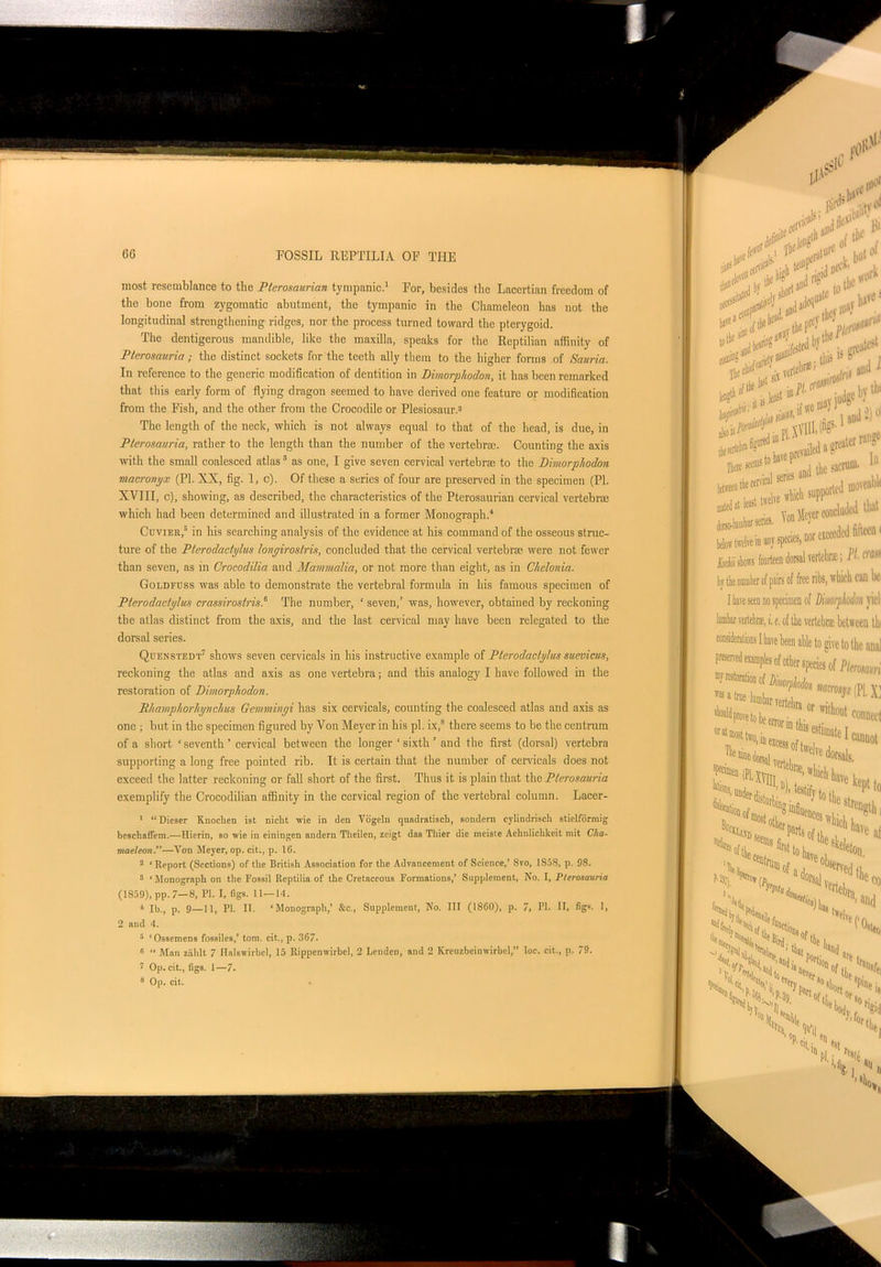 most resemblance to the Pterosaurian tympanic.1 For, besides the Lacertian freedom of the bone from zygomatic abutment, the tympanic in the Chameleon has not the longitudinal strengthening ridges, nor the process turned toward the pterygoid. The dentigerous mandible, like the maxilla, speaks for the Reptilian affinity of Pterosauria ; the distinct sockets for the teeth ally them to the higher forms of Sauria. In reference to the generic modification of dentition in Dimorphodon, it has been remarked that this early form of flying dragon seemed to have derived one feature or modification from the Fish, and the other from the Crocodile or Plesiosaur.2 The length of the neck, which is not always equal to that of the head, is due, in Pterosauria, rather to the length than the number of the vertebras. Counting the axis with the small coalesced atlas3 as one, I give seven cervical vertebrae to the Dimorphodon macronyx (PI. XX, fig. 1, c). Of these a series of four are preserved in the specimen (PI. XVIII, c), showing, as described, the characteristics of the Pterosaurian cervical vertebrae which had been determined and illustrated in a former Monograph.1 Cuvier,5 in his searching analysis of the evidence at his command of the osseous struc- ture of the Pterodactylus hnyiro&lris, concluded that the cervical vertebrae were not fewer than seven, as in Crocodilia and Mammalia, or not more than eight, as in Chclonia. Goldfuss was able to demonstrate the vertebral formula in his famous specimen of Pterodactylus crassirostris.6 The number, ‘ seven,’ was, however, obtained by reckoning the atlas distinct from the axis, and the last cervical may have been relegated to the dorsal series. Quenstedt7 shows seven cervicals in his instructive example of Pterodactylus suevicus, reckoning the atlas and axis as one vertebra; and this analogy I have followed in the restoration of Dimorphodon. Bhamplorhynchus Gem.minyi has six cervicals, counting the coalesced atlas and axis as one ; but in the specimen figured by Von Meyer in his pi. ix,8 there seems to be the centrum of a short ‘ seventh ’ cervical between the longer ‘ sixth ’ and the first (dorsal) vertebra supporting a long free pointed rib. It is certain that the number of cervicals does not exceed the latter reckoning or fall short of the first. Thus it is plain that the Pterosauria exemplify the Crocodilian affinity in the cervical region of the vertebral column. Lacer- 1 “ Dieser Rnochen ist nicht wie in den Vogelti quiulratisch, sondern cylindrisch stielformig beschnfTem.—Hierin, so wie in einingen andern Theilen, zeigt das Tiber die mcisle Aehulichkeit mit C/ia- maeleon.”—Yon Meyer, op. cit., p. 16. 2 ‘ Report (Sections) of the British Association for the Advancement of Science,’ 8vo, 1858, p. 98. 3 ‘ Monograph on the Fossil Reptilia of the Cretaceous Formations,’ Supplement, No. I, Pterosauria (1859), pp. 7—8, PI. I, figs. 11—14. 4 lb., p. 9—11, PI. II. ‘Monograph,’ &c., Supplement, No. Ill (I860), p. 7, PI. II, figs. 1, 2 and 4. 5 ‘Ossemens fossiles,’ tom. cit., p.367. 0 “ Mnn ziihlt 7 Halswirbel, 15 Rippenwirbel, 2 Louden, and 2 Kreuzbeinwirbel,” Ioc. cit., p. 79. 7 Op. cit., figs. 1—7. 8 Op. cit.