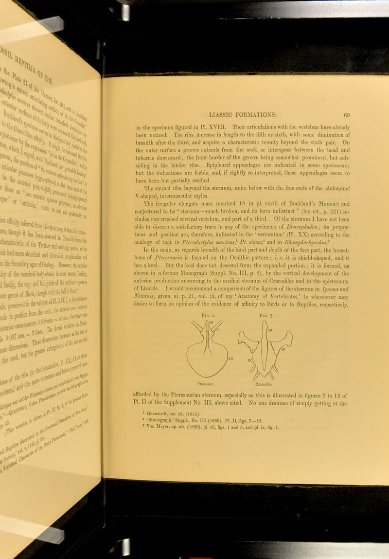 an :cu Ii;vi more abundant and diversified (amphicdian and n ,lie Secondary ages of Geology. Moreover, the anterior fitv of the vertebral bod?obtain inmost recent,Tertiary, * • 1 finally, the cup- one jenus of Birds, though su: &?<miklk. M,i» alt inpositwnrromite l' ^.kw® LIASSIC FORMATIONS. 09 in the specimen figured in PI. XVIII. Their articulations with the vertebrae have already been noticed. The ribs increase in length to the fifth or sixth, with some diminution of breadth after the third, and acquire a characteristic tenuity beyond the sixth pair. On the outer surface a groove extends from the neck, or interspace between the head and tubercle downward ; the front border of the groove being somewhat prominent, but sub- siding in the hinder ribs. Epipleural appendages arc indicated in some specimens; but the indications are feeble, and, if rightly so interpreted, these appendages seem to have been but partially ossified. The sternal ribs, beyond the sternum, unite below with the free ends of the abdominal V-shaped, intermuscular styles. The irregular elongate mass (marked 18 in pi. xxviii of Buckland’s Memoir) and conjectured to be “sternum—much broken, and its form indistinct” (loc. cit., p. 221) in- cludes two crushed cervical vertebrae, and part of a third. Of the sternum I have not been able to discern a satisfactory trace in any of the specimens of Dimorphodonits propor- tions and position are, therefore, indicated in the ‘ restoration’ (PI. XX) according to the analogy of that in P/erodactglus suevicus? Pt. Minus? and in Pliampliorliynclus? In the main, as regards breadth of the hind part and depth of the fore part, the breast- bone of Pterosauria is formed on the Ornithic pattern ; i. e. it is shield-shaped, and it has a keel. But the keel does not descend from the expanded portion ; it is formed, as shown in a former Monograph (Suppl. No. Ill, p. 8), by the vertical development of the anterior production answering to the ossified sternum of Crocodiles and to the episternum of Lizards. I would recommend a comparison of the figures of the sternum iu Iguana and Notornis, given at p. 21, vol. iii, of my ‘Anatomy of Vertebrates,’ to whosoever may desire to form an opinion of the evidence of affinity to Birds or to Reptiles, respectively, Fig. 1. Fig. 2. afforded by the Pterosaurian sternum, especially as this is illustrated in figures 7 to 12 of PI. II ot the Supplement No. Ill, above cited. No one desirous of simply getting at the ' Quenstedt, loc. cit. (1855). ! ‘Monograph,’ Suppl., No. Ill (1860), PI. II, figs. 7—12.