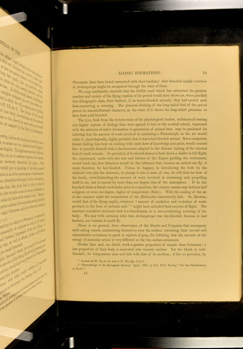 Pterosaurs liave been found associated with their tendons,1 that detached caudal vertebra; of Arc/ueop/eryx might be recognised through the want of them. We may confidently conclude that the Oolitic mud which has entombed the greatest number and variety of the flying reptiles of its period would have shown us, when petrified into lithographic slate, their feathers, if, as warm-blooded animals, they had needed such heat-conserving a covering. The plumose clothing of the long-tailed bird of the period proves its haematothermal character, as the want of it shows the long-tailed pterosaur to have been cold-blooded. The tyro, fresh from the lecture-room of his physiological teacher, ambitious of soaring into higher regions of biology than were opened to him at the medical school, impressed with the relations of active locomotion to generation of animal heat, may be pardoned for inferring that the amount of work involved in sustaining a Pterodactyle in the air would make it, physiologically, highly probable that it was a hot-blooded animal. But a competent friend, finding him bent on rushing with such show of knowledge into print, would counsel him to provide himself with a thermometer adapted to the delicate testing of the internal heat of small animals. So provided, if he should chance to beat down a chafer in full flight, the experiment, made with due care and defence of the fingers guiding the instrument, would teach him how fallacious would be the inference that, because an animal can fly, it must, therefore, be hot-blooded. Unless he happen, in introducing the bulb by the widened vent into the abdomen, to plunge it into a mass of ova, he will find the heat of the beetle, notwithstanding the amount of work involved in sustaining and propelling itself in air, not to exceed by more than one degree that of the atmosphere. If he has knocked down a female cockchafer prior to oviposition, the ovarian masses may indicate half a degree, or even one degree, higher of temperature (Fahr.). With the cooling of the air in the summer night the temperature of the Melolontha concurrently falls. So, likewise, would that of the flying reptile, whatever “ amount of oxidation and evolution of waste products in the form of carbonic acid ” 2 might have attended their exercise of flight. The constant correlative structure with hot-bloodedness is a non-conducting covering of the body. We may with certainty infer that Arc/ueopteiyx was hot-blooded, because it had feathers, not because it could fly. There is no ground, from observation of the Sharks and Porpoises that accompany swift-sailing vessels, maintaining themselves near the surface, exercising their several and characteristic evolutions in quest or capture of prey, for inferring that the amount or the energy of muscular action is very different in the two surface-swimmers. Sharks have and, no doubt, work a greater proportion of muscle than Cetaceans; a less proportion of their body is excavated into visceral cavities. Yet the Shark is cold- blooded ; its temperaturo rises and falls with that of its medium ; it has no provision, by 1 As seen in PI. II, at cd, and in PI. Ill, figs. 3,4, 5. 2 ‘Proceedings of the Zoological Society,’ April, 18C7, p. 417, Prof. Huxley “ On the Classification of Birds.” 10