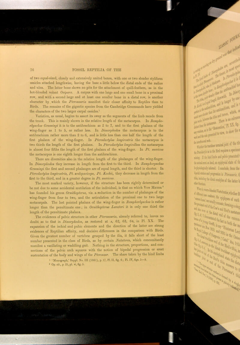of two equal-sized, closely and extensively united bones, with one or two slender styliform ossicles attached lengthwise, having the base a little below the distal ends of the radius and ulna. The latter bone shows no pits for the attachment of quill-feathers, as in the hot-blooded volant Ovipara. A carpus with one large and one small bone in a proximal row, and with a second large and at least one smaller bone in a distal row, is another character by which the Plerosauria manifest their closer affinity to Reptiles than to Birds. The remains of the gigantic species from the Cambridge Greensands have yielded the characters of the two larger carpal ossicles.1 Variation, as usual, begins to assert its sway as the segments of the limb recede from the trunk. This is mainly shown in the relative length of the metacarpus. In Rampho- rhi/nchus Gemmingi it is to the antibrachium as 2 to 7, and to the first phalanx of the wing-finger as 1 to 5, or rather less. In Dimorphodon the metacarpus is to the antibrachium rather more than 2 to 6, and is little less than one half the length of the first phalanx of the wing-finger. In Pterodactylus lonyirostris the metacarpus is two thirds the length of the first phalanx. In Pterodactylus longicollum the metacarpus is almost four fifths the length of the first phalanx of the wing-finger. In Pt. suevicus the metacarpus is one eighth longer than the antibrachium. There are diversities also in the relative length of the phalanges of the wing-finger. In Dimorphodon they increase in length from the first to the third. In Ramphorynchus Gemmingi the first and second phalanges are of equal length, and the third is shorter. In Pterodactylus longiroslris, Pt. scolopaciceps, Pt. Kochii, they decrease in length from the first to the third, and in a greater degree in Pt. suevicus. The most marked variety, however, if the structure has been rightly determined or be not due to some accidental mutilation of the individual, is that on which Von Meyer has founded his genus Ornithopterus, viz. a reduction in the number of phalanges of the wing-finger from four to two, and the articulation of the proximal one to two large metacarpals. The last pointed phalanx of the wing-finger in Ramphorhyncltus is rather longer than the penultimate one; in Ornithopterus Lavateri it is only one third the length of the penultimate phalanx. The evidences of pelvic structure in other Plerosauria, already referred to, leaves no doubt as to that in Dimorphodon, as restored at s, 62, 63, 64, in PI. XX. The expansion of the ischial and pubic elements and the direction of the latter are strong evidences of Reptilian affinity, and decisive differences in the comparison with Birds. Given the greatest number of vertebrae grasped by the ilia, it falls short of the least number presented in the class of Birds, as by certain Natalores, which concomitantly manifest a vacillating or waddling gait. Nothing in the structure, proportions, and con- nections of the pelvic arch squares with the notion of bipedal progression or erect sustentation of the body and wings of the Pterosaur. The share taken by the hind limbs 1 ‘Monograph,’ Suppl. No. Ill (1861), p. 17, PI. II, fig. 6; PI. IV, figs. 5 9. 2 Op. cit., p. 25, pi. vi, fig. 5.