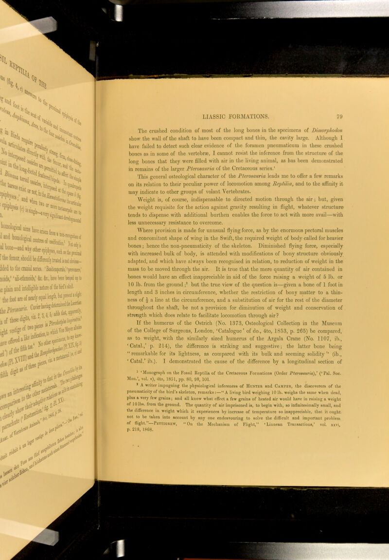 The crushed condition of most of the long bones in the specimens of Dimorplodon show the wall of the shaft to have been compact and thin, the cavity large. Although I have failed to detect such clear evidence of the foramen pneumaticum in these crushed bones as in some of the vertebra;, I cannot resist the inference from the structure of the long bones that they were filled with air in the living animal, as has been demonstrated in remains of the larger Pterosauria of the Cretaceous series.' This genera! osteological character of the Pterosauria leads me to offer a few remarks on its relation to their peculiar power of locomotion among Replilia, and to the affinity it may indicate to other groups of volant Vertebrates. Weight is, of course, indispensable to directed motion through the air; but, given the weight requisite for the action against gravity resulting in flight, whatever structure tends to dispense with additional burthen enables the force to act with more avail—with less unnecessary resistance to overcome. Where provision is made for unusual flying force, as by the enormous pectoral muscles and concomitant shape of wing in the Swift, the required weight of body called for heavier bones; hence the non-pneumaticity of the skeleton. Diminished flying force, especially with increased bulk of body, is attended with modifications of bony structure obviously adapted, and which have always been recognised in relation, to reduction of weight in the mass to be moved through the air. It is true that the mere quantity of air contained in bones would have an effect inappreciable in aid of the force raising a weight of 5 lb. or 10 lb. from the ground ;1 2 3 but the true view of the question is—given a bone of 1 foot in length and 3 inches in circumference, whether the restriction of bony matter to a thin- ness of i a line at the circumference, and a substitution of air for the rest of the diameter throughout the shaft, be not a provision for diminution of weight and conservation of strength which does relate to facilitate locomotion through air? If the humerus of the Ostrich (No. 1373, Osteological Collection in the Museum of the College of Surgeons, London, ‘Catalogue’ of do., 4to, 1853, p. 265) be compared, as to weight, with the similarly sized humerus of the Argala Crane (No. 1107, ib., ‘ Catal.,’ p. 214), the difference is striking and suggestive; the latter bone being “ remarkable for its lightness, as compared with its bulk and seeming solidity ’’ (ib., ‘ Catal.’ ib.). I demonstrated the cause of the difference by a longitudinal section of 1 ‘Monograph on the Fossil Reptilia of the Cretaceous Formations (Order Pterosauria),’ (Pal. Soc. Mon.’, vol. v), 4to, 1851, pp. 80, 98, 101. 3 A writer impugning the physiological inferences of Hunter and Camper, the discoverers of the pneumaticity of the bird’s skeleton, remarks:—“ A living bird weighing 10 lb. weighs the same when dead, plus a very few grains; and all know what effect a few grains of heated air would have in raising a weight of 10 lbs. from the ground. The quantity of air imprisoned is, to begin with, so infinitesimally small, and the difference in weight which it experiences by increase of temperature so inappreciable, that it ought not to be taken into nccount by any one endeavouring to solve the difficult and important problem of flight.” Pettigrew, “On the Mechanism of Flight,” ‘Linnean Transactions,’ vol. xxvi, p. 218, 1868.