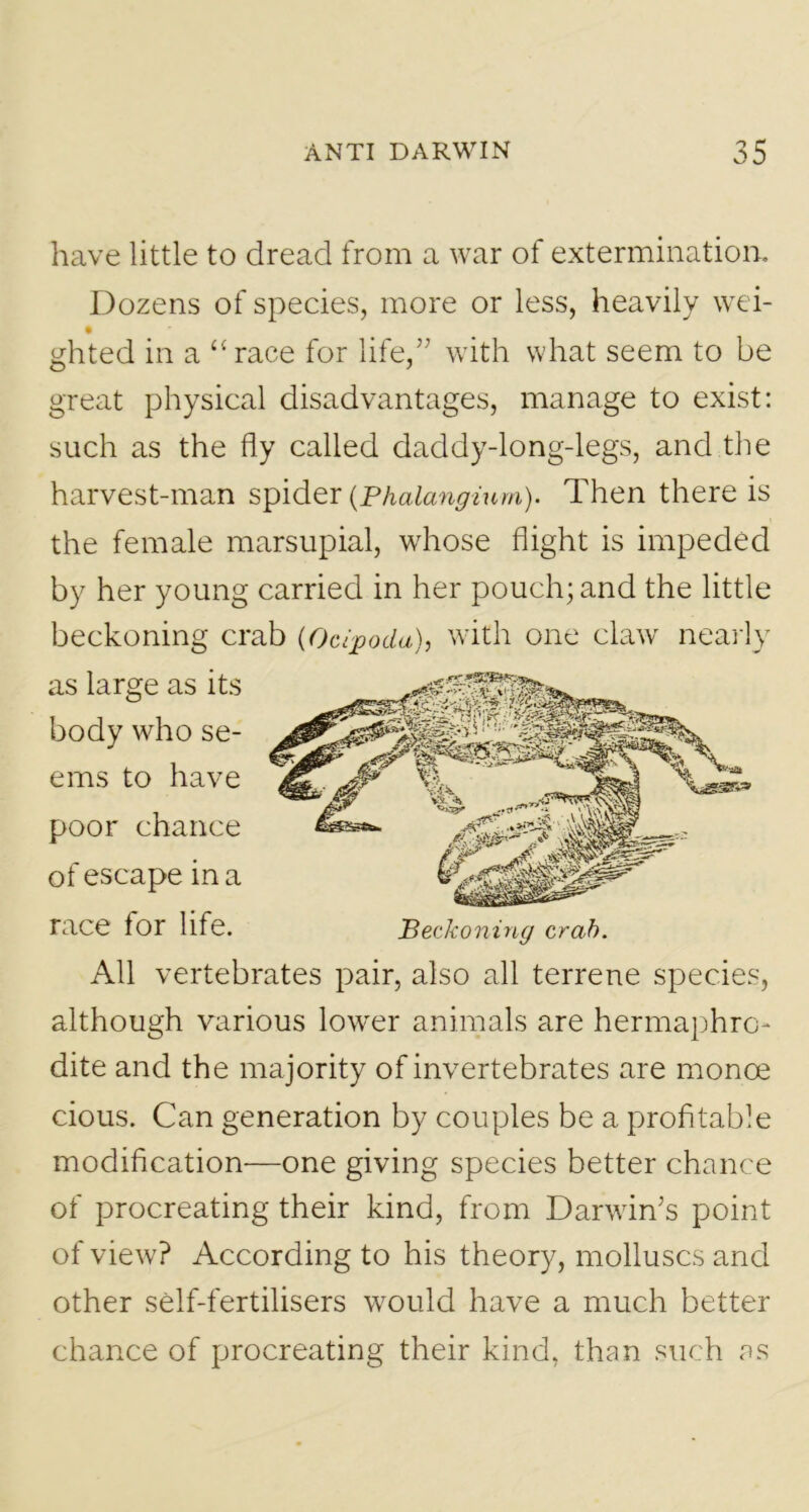 have little to dread from a war of extermination. Dozens of species, more or less, heavily wei- ghted in a “race for life,” with what seem to be great physical disadvantages, manage to exist: such as the fly called daddy-long-legs, and the harvest-man spider (Phalanginm). Then there is the female marsupial, whose flight is impeded by her young carried in her pouch; and the little beckoning crab (Ocipocla), with one claw nearly as large as its body who se- ems to have poor chance of escape in a race for life. Beckoning crab. All vertebrates pair, also all terrene species, although various lower animals are hermaphro- dite and the majority of invertebrates are monoe cious. Can generation by couples be a profitable modification—one giving species better chance of procreating their kind, from Darwin’s point of view? According to his theory, molluscs and other self-fertilisers would have a much better chance of procreating their kind, than such as