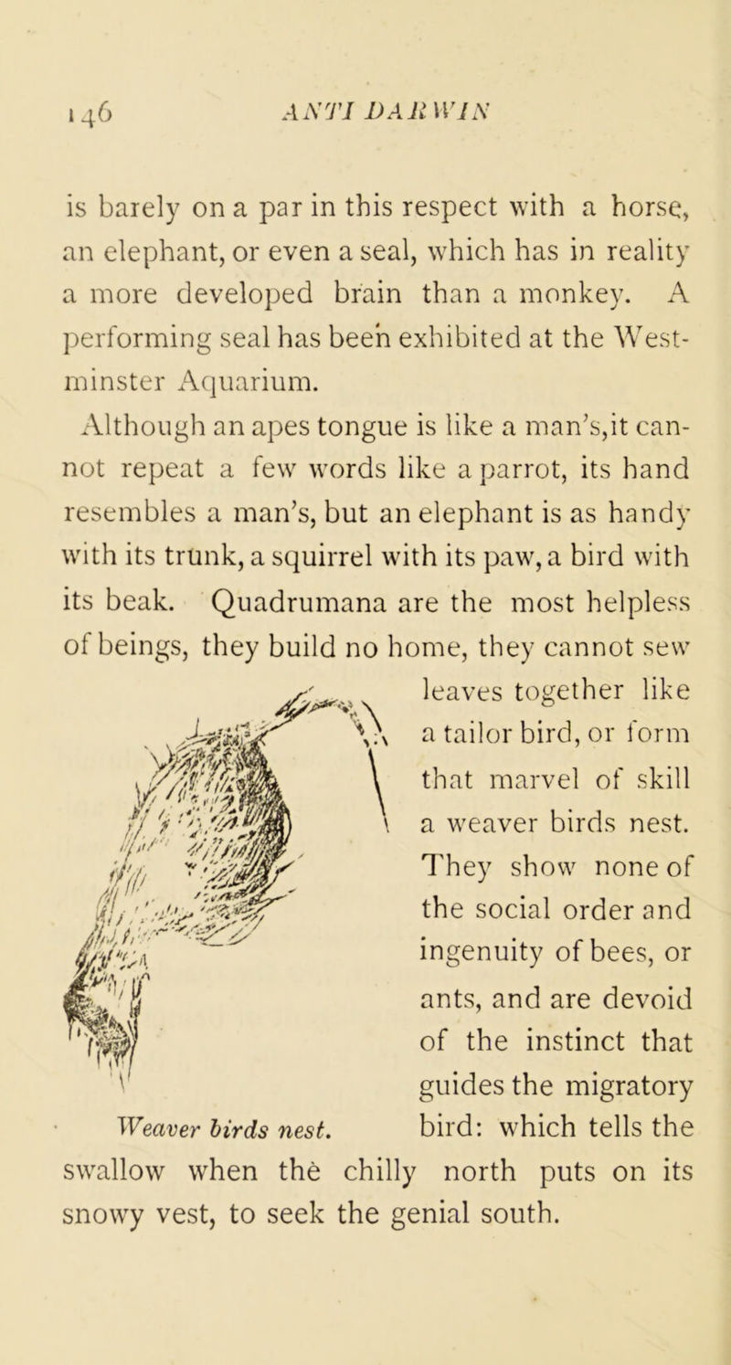 is barely on a par in this respect with a horse, an elephant, or even a seal, which has in reality a more developed brain than a monkey. A performing seal has been exhibited at the West- minster Aquarium. Although an apes tongue is like a man’s,it can- not repeat a few words like a parrot, its hand resembles a man’s, but an elephant is as handy with its trunk, a squirrel with its paw, a bird with its beak. Quadrumana are the most helpless of beings, they build no home, they cannot sew leaves together like v a tailor bird, or form that marvel of skill \ a weaver birds nest. They show none of the social order and ingenuity of bees, or ants, and are devoid of the instinct that guides the migratory bird: which tells the swallow when the chilly north puts on its snowy vest, to seek the genial south.