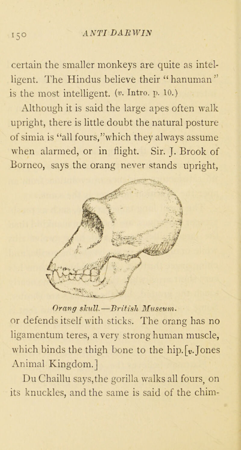 I5° certain the smaller monkeys are quite as intel- ligent. The Hindus believe their “hanuman’ is the most intelligent, {v. Intro, p. 10.) Although it is said the large apes often walk upright, there is little doubt the natural posture of sirnia is “all fours,’'which they always assume when alarmed, or in flight. Sir. J. Brook of Borneo, says the orang never stands upright, Oravg skull.—British Museum. or defends itself with sticks. The orang has no ligamentum teres, a very strong human muscle, which binds the thigh bone to the hip.[v. Jones Animal Kingdom.] Du Chaillu says,the gorilla walks all fours, on its knuckles, and the same is said of the chirn-