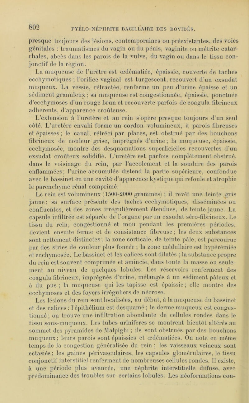 presque toujours des lésions, contemporaines ou préexistantes, des voies génitales : traumatismes du vagin ou du pénis, vaginite ou métrite catar- rhales, abcès dans les parois de la vulve, du vagin ou dans le tissu con- jonctif de la région. La muqueuse de l’urètre est œdématiée, épaissie, couverte de taches ecchymotiques ; l'orifice vaginal est turgescent, recouvert d’un exsudât muqueux. La vessie, rétractée, renferme un peu d'urine épaisse et un sédiment granuleux ; sa muqueuse est congestionnée, épaissie, ponctuée d’ecchymoses d'un rouge brun et recouverte parfois de coagula fibrineux adhérents, d’apparence croûteuse. L’extension à l’uretère et au rein s’opère presque toujours d’un seul côté. L’uretère envahi forme un cordon volumineux, à parois fibreuses et épaisses ; le canal, rétréci par places, est obstrué par des bouchons fibrineux de couleur grise, imprégnés d’urine; la muqueuse, épaissie, ecchymosée, montre des desquamations superficielles recouvertes d’un exsudât croûteux solidifié. L’uretère est parfois complètement obstrué, dans le voisinage du rein, par l’accolement et la soudure des parois enflammées; l’iirine accumulée distend la partie supérieure, confondue avec le bassinet en une cavité d’apparence kystique qui refoule et atrophie le parenchyme rénal comprimé. Le rein est volumineux (1500-2000 grammes) ; il revêt une teinte gris jaune; sa surface présente des taches ecchymotiques, disséminées ou confluentes, et des zones irrégulièrement étendues, de teinte jaune. La capsule infiltrée est séparée de l’organe par un exsudât séro-fibrineux. Le tissu du rein, congestionné et mou pendant les premières périodes, devient ensuite ferme et de consistance fibreuse ; les deux substances sont nettement distinctes; la zone corticale, de teinte pâle, est parcourue par des stries de couleur plus foncée ; la zone médullaire est hypérémiée et ecchymosée. Le bassinet et les calices sont dilatés ; la substance propre du rein est souvent comprimée et amincie, dans toute la masse ou seule- ment au niveau de quelques lobules. Les réservoirs renferment des coagula fibrineux, imprégnés d’urine, mélangés à un sédiment pâteux et à du pus; la muqueuse qui les tapisse est épaissie; elle montre des ecchymoses et des foyers irréguliers de nécrose. Les lésions du rein sont localisées, au début, à la muqueuse du bassinet et des calices : l’épithélium est desquamé ; le derme muqueux est conges- tionné; on trouve une infiltration abondante de cellules rondes dans le tissu sous-muqueux. Les tubes urinifères se montrent bientôt altérés au sommet des pyramides de Malpighi ; ils sont obstrués par des bouchons muqueux; leurs parois sont épaissies et œdématiées. On note en même temps de la congestion généralisée du rein ; les vaisseaux veineux sont ectasiés ; les gaines périvasculaires, les capsules glomérulaires, le tissu conjonctif interstitiel renferment de nombreuses cellules rondes. Il existe, à une période plus avancée, une néphrite interstitielle diffuse, avec prédominance des troubles sur certains lobules. Les néoformations con-