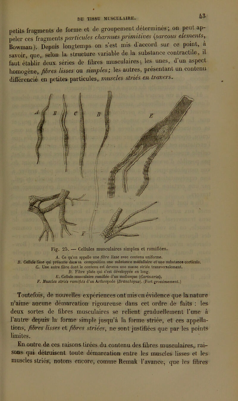 zia petils fragments de forme et de groupement determines; on peut ap- peler ces fragments particules charnuesprimitives {sarcous elements,^ Bowman). Depuis longtemps on s’est mis d’accord sur ce point, ä savoir, que, selon la structure variable de la substance contractile, il faut etablir deux series de fibres musculaires; les unes, d’un aspect homogene, fibres lisses on simples; les autres, presentant un contenu differencie en petites particules, muscles stries en travers. Fig. 25. — Cellules musculaires simples et ramifi6es. A. Ce qu’on appelle une fllre lisse ayec contenu uniforme. B. Cellule lisse qui präsente dans sa composilion une substance mednllaire et une substance corticale. C. Une aulre libre dont le contenu est de\enu une masse striee transversalement. D. Fibro plate qui s'est developpee en long. E. Cellule musculaire ramifiee d'un mollusque (Carinaria), F. Muscles striis rarmfiis d’un Arthropode (Branchipus). (Fort grossissement.) Toutefois, de nouvelles experiences ont mis en evidence que la nature n’aime* aueune demarcation rigoureuse dans cet ordre de faits : les deux sortes de fibres musculaires se relient graduellement l’une a l’autre depuis la forme simple jusqu’ä la forme striee, et ces appella- tions, fibres lisses et fibres striees, ne sont justifiees que par les points limites. En outre.de ces raisons tirees du contenu des fibres musculaires,, rai- soDs qui detruisent toute demarcation entre les muscles lisses et les muscles stries, notons encore, comme Remak l’avance, que les fibres